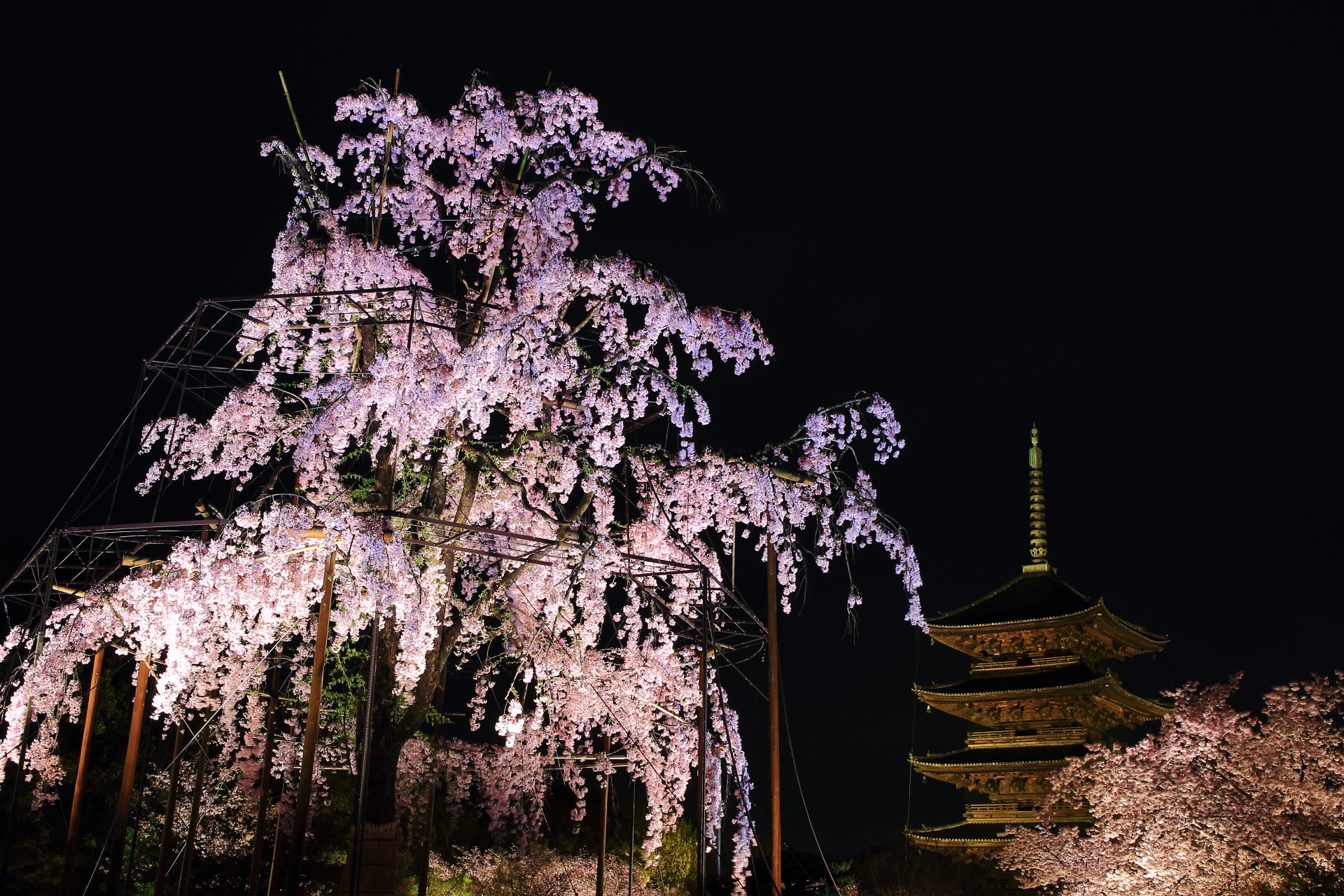 東寺の夜桜　浮かび上がる妖艶な不二桜