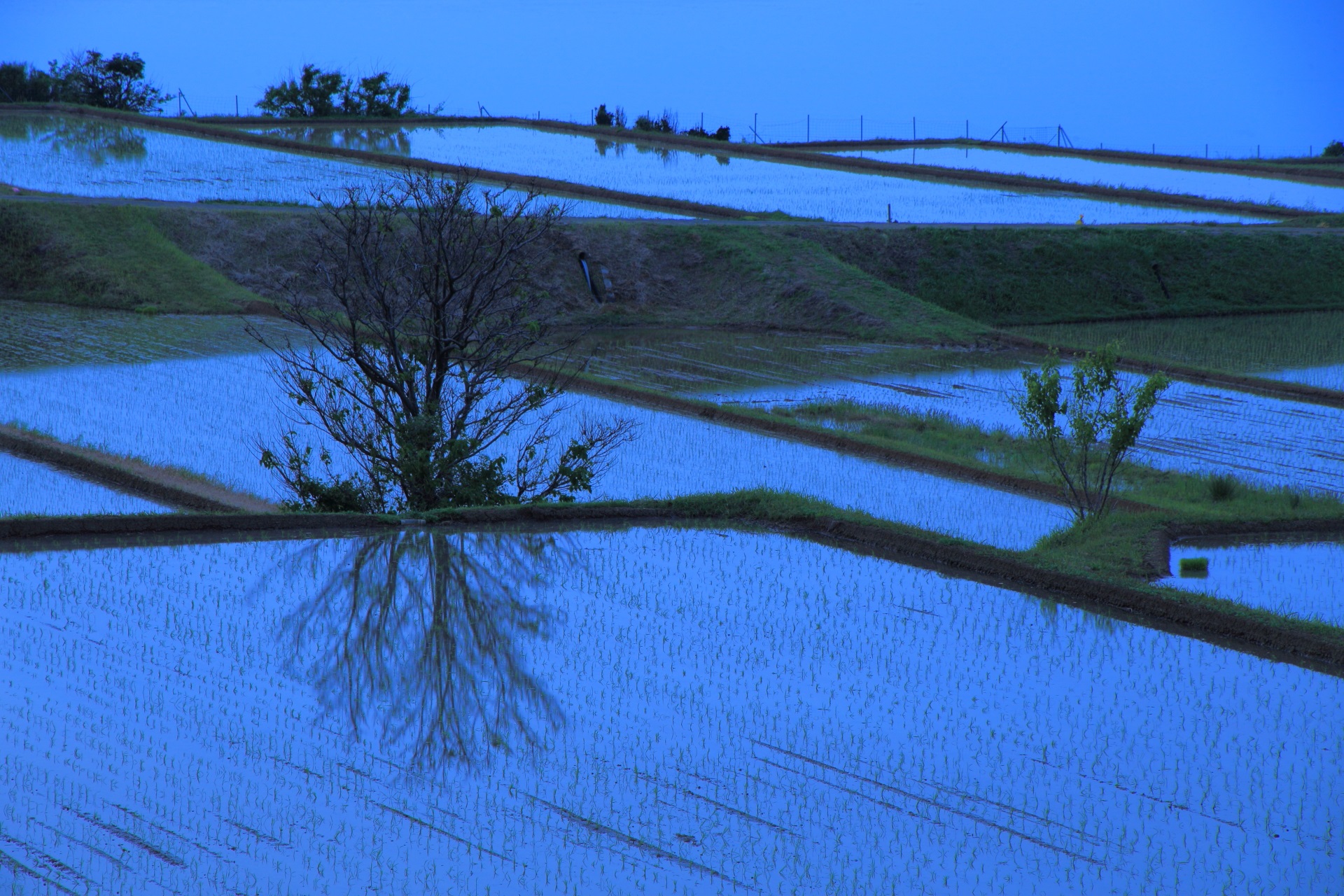 ほのかに光るような田んぼの水面と水鏡