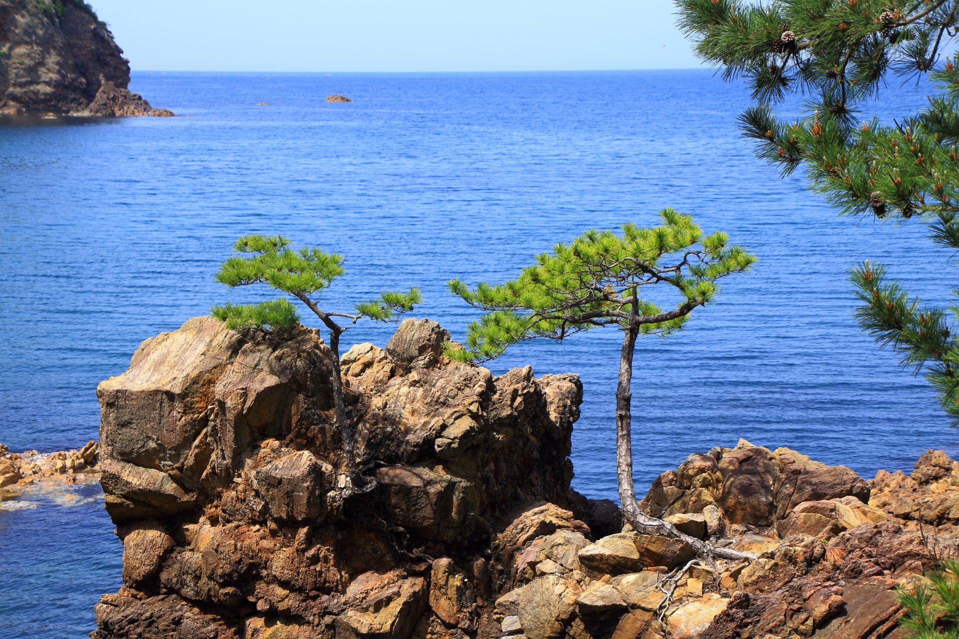 青い海を背景に岩場に佇む松の木