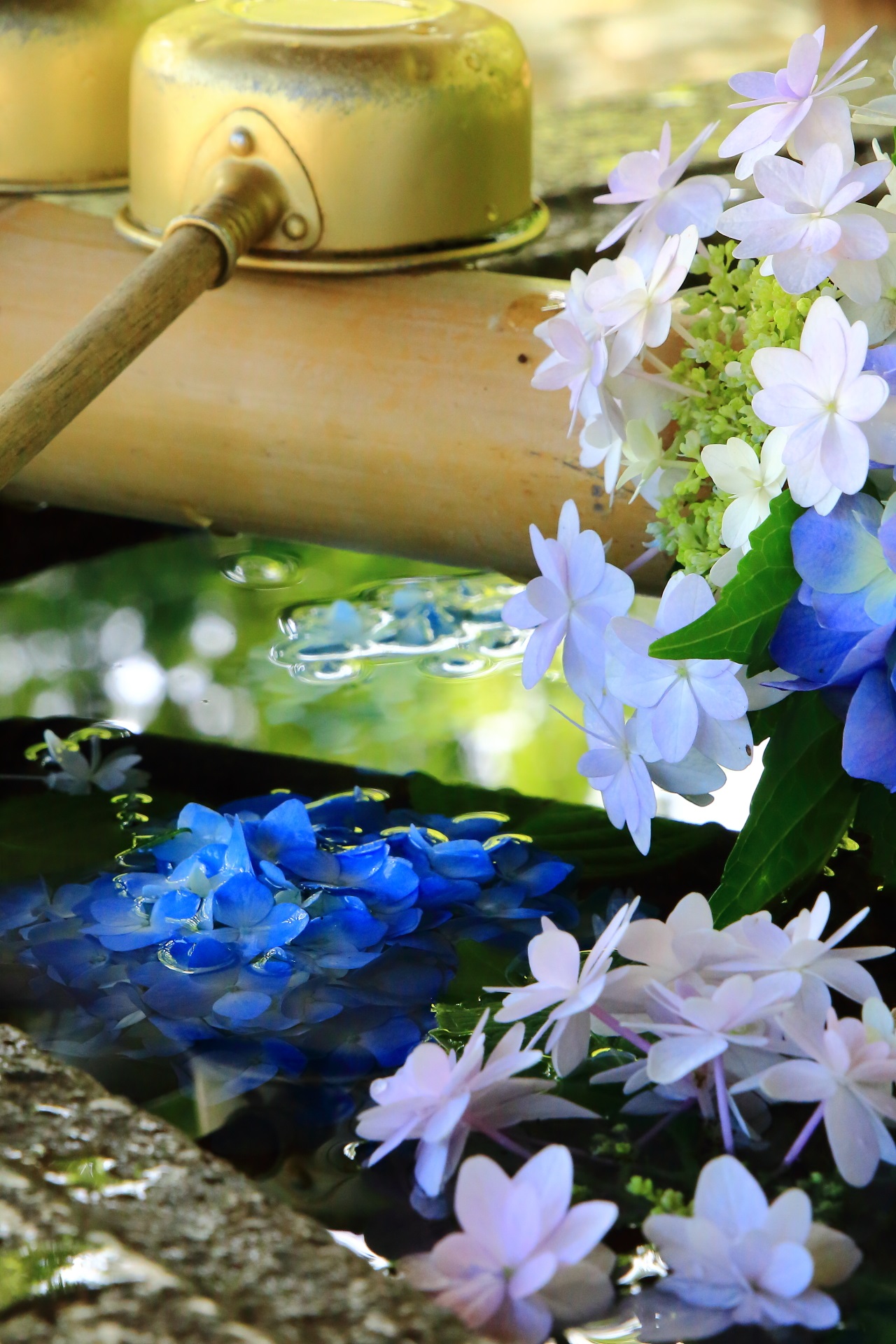 真如堂の素晴らしい紫陽花と手水舎や初夏の情景
