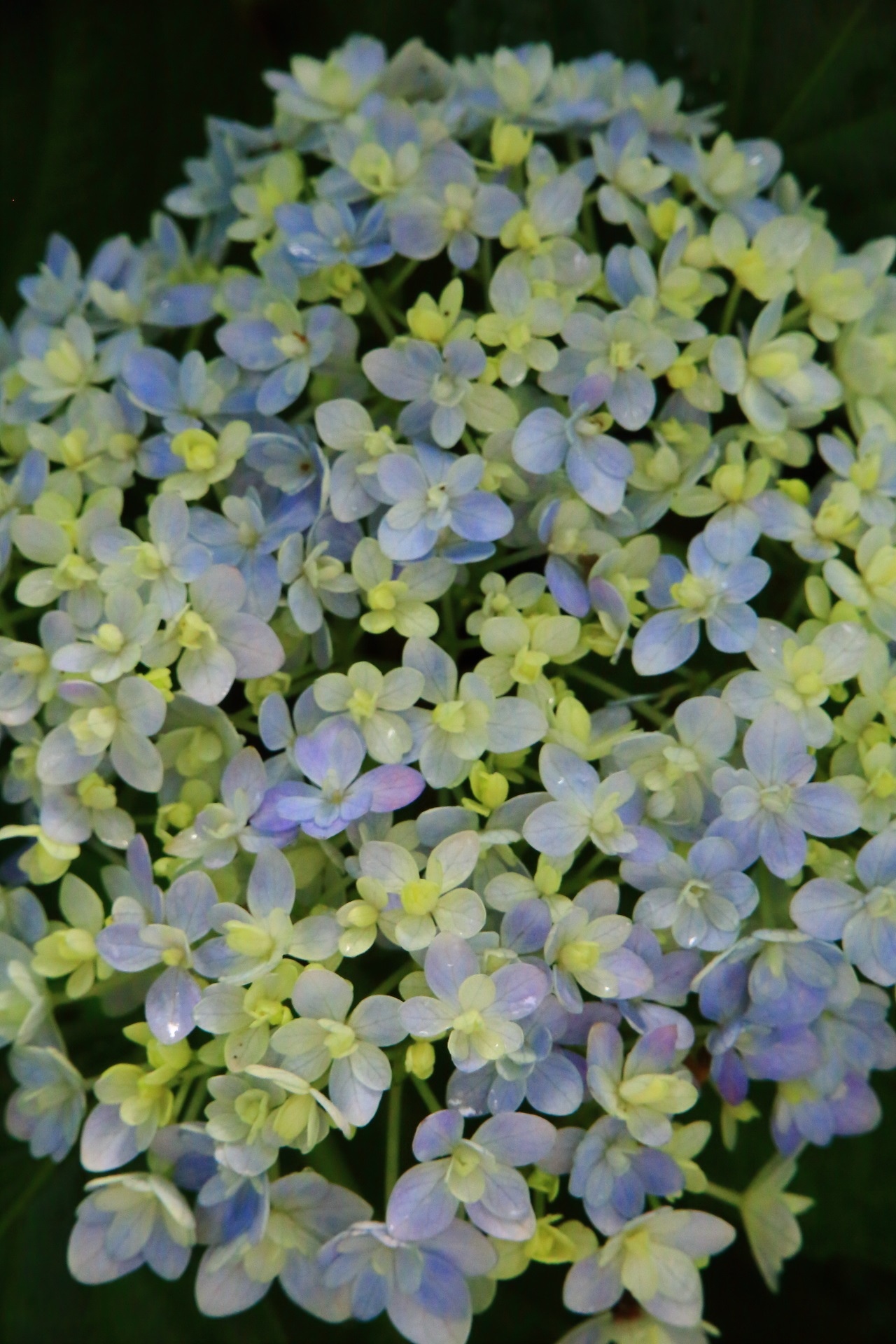 小さな花びらが溢れる優しい色合いの真如堂の紫陽花