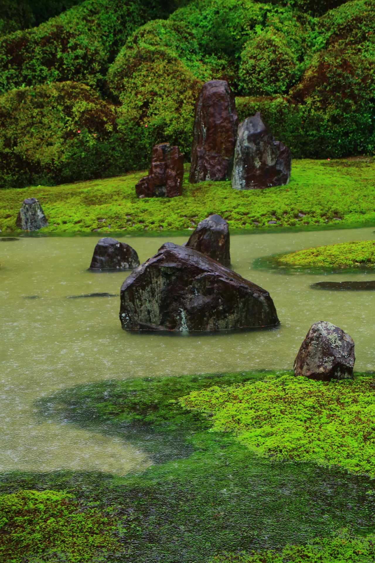 光明院庭園の苔と池に浮かぶ豪快で力強い岩