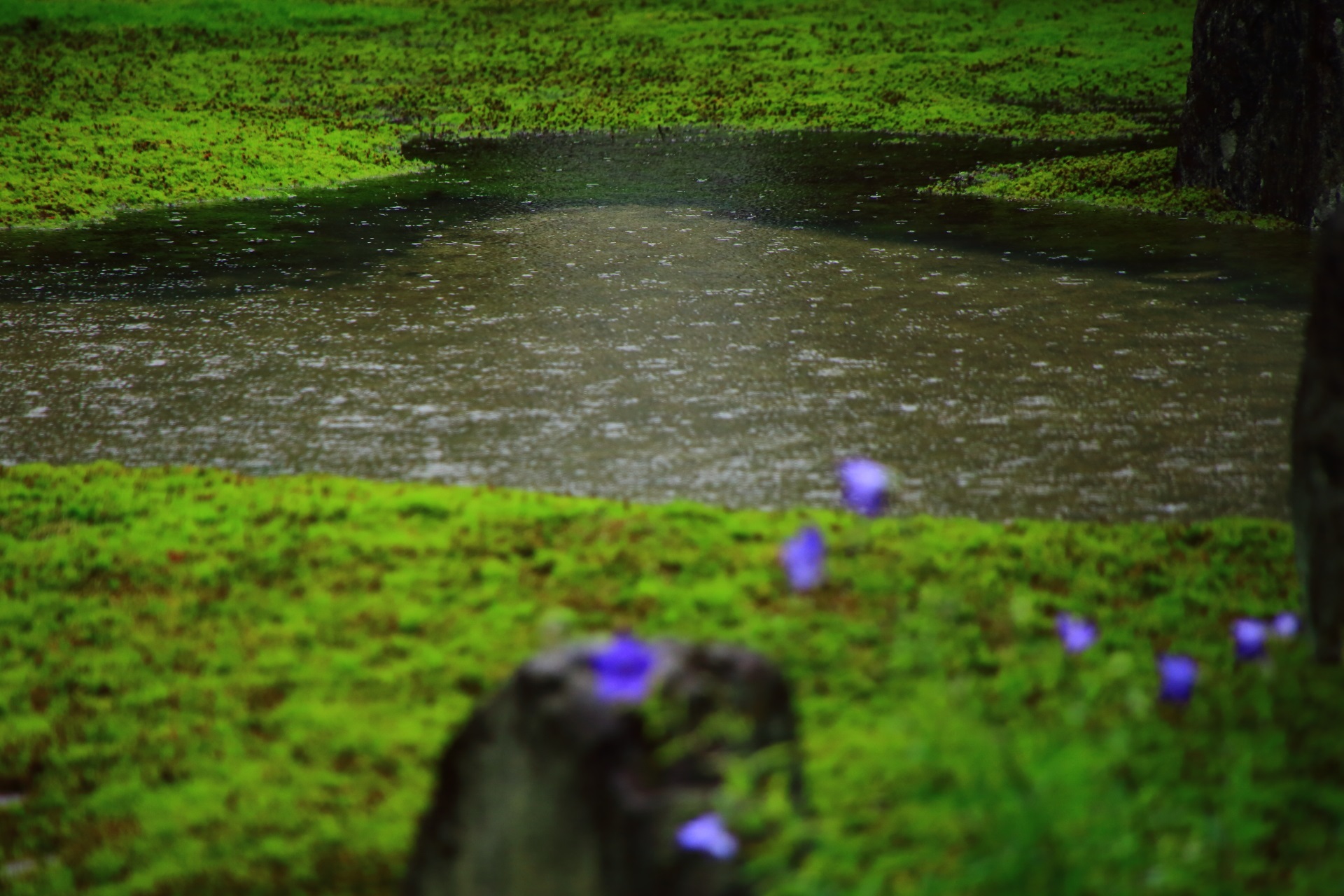 大雨の日にできる池を見守る光明院の桔梗