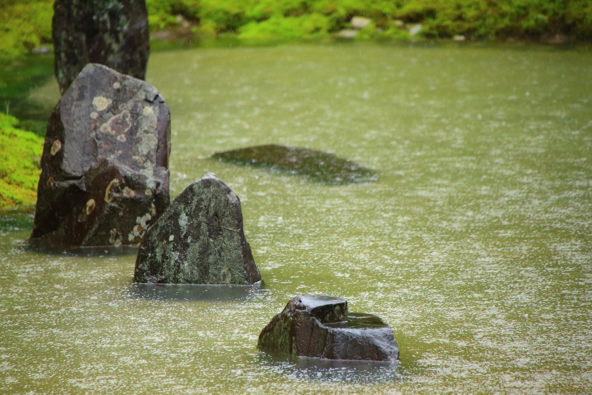 光明院の池から頭を出す高さの違う岩