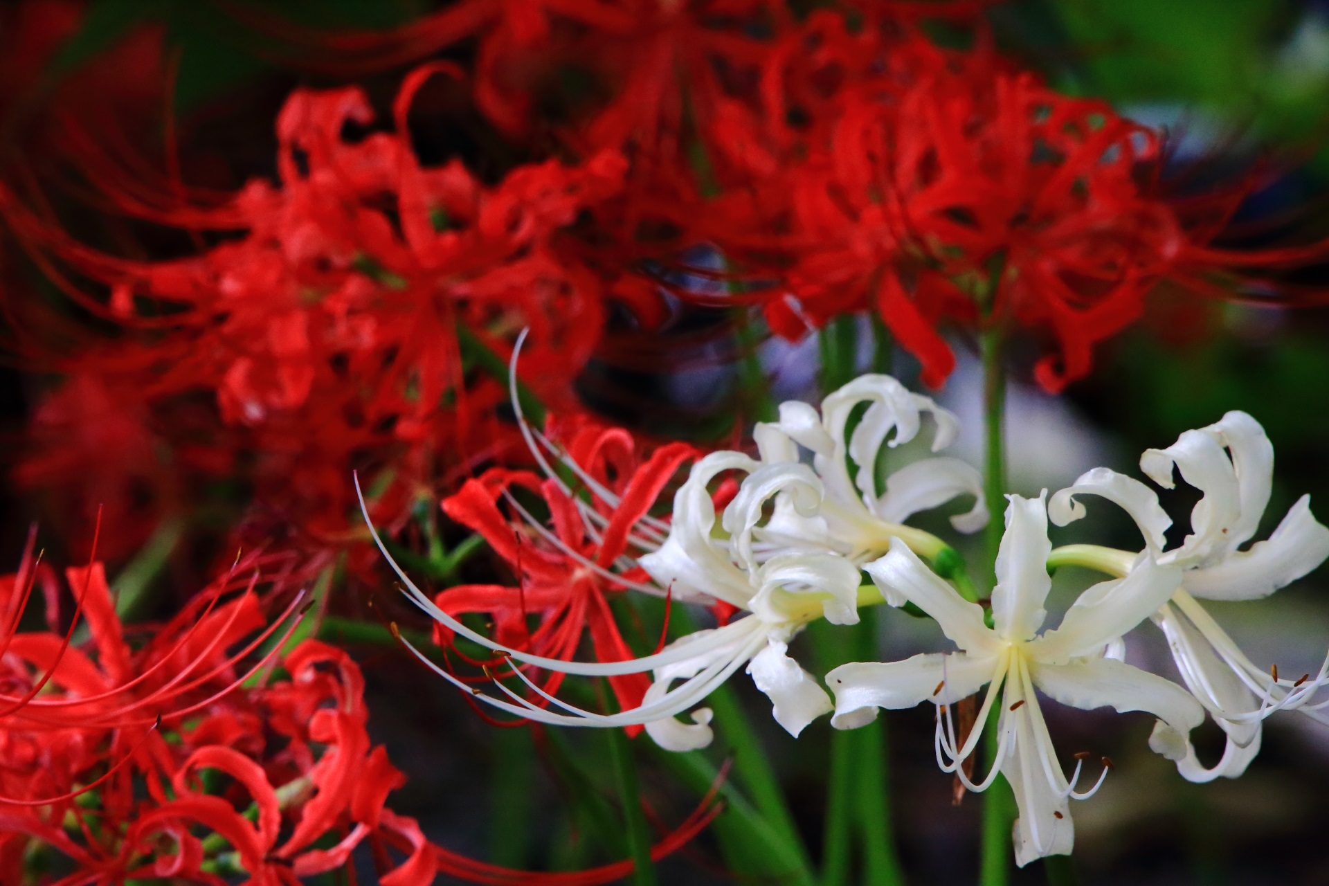 妙蓮寺の絶妙な色合いの紅白の彼岸花
