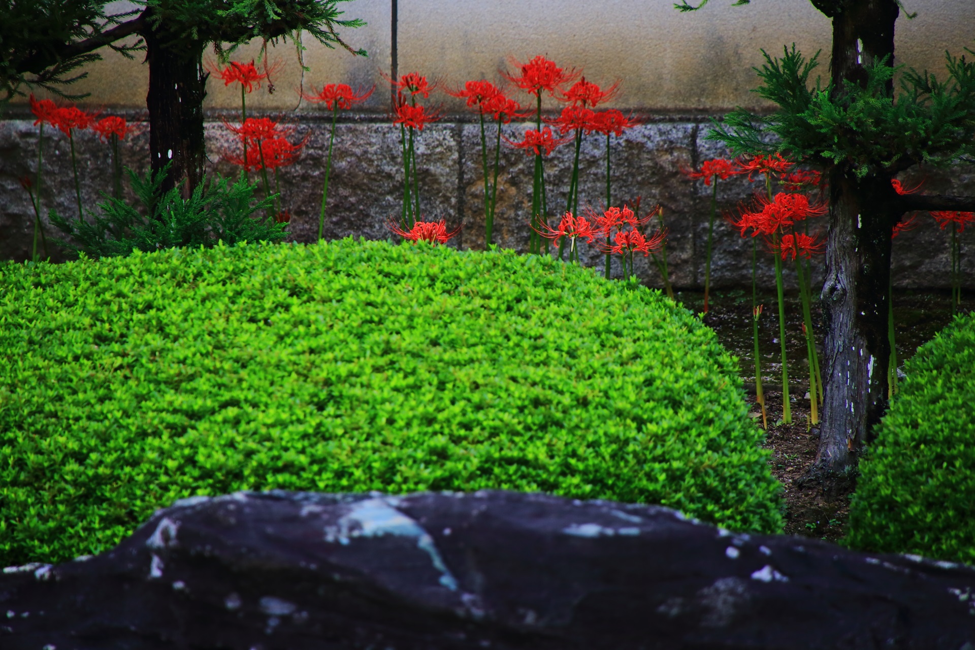 A cluster amaryllis in full bloom of the stone garden in Myorenji-Temple in Kyoto,Japan