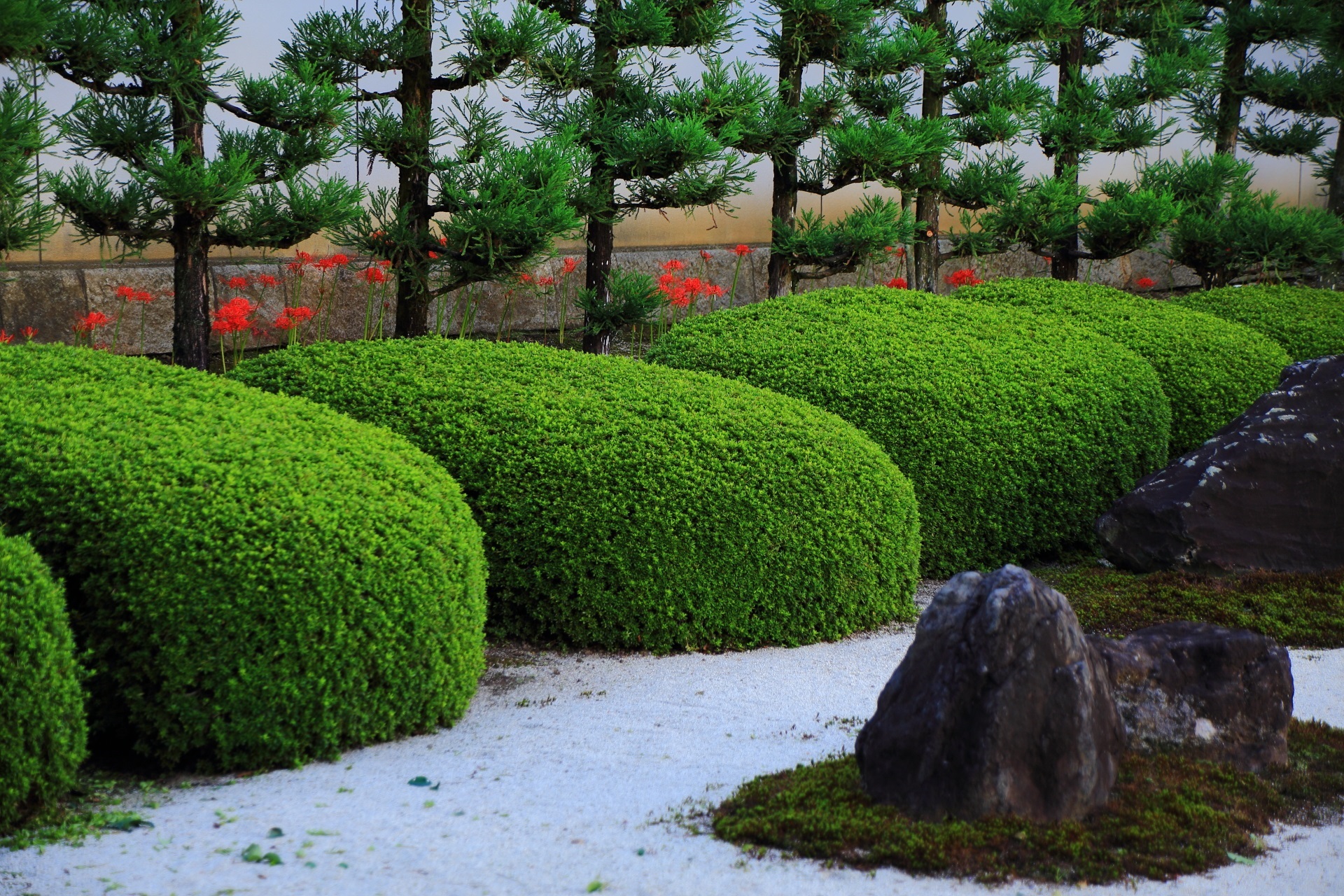 上品で鮮やかな雰囲気が漂う彼岸花の咲く十六羅漢石庭