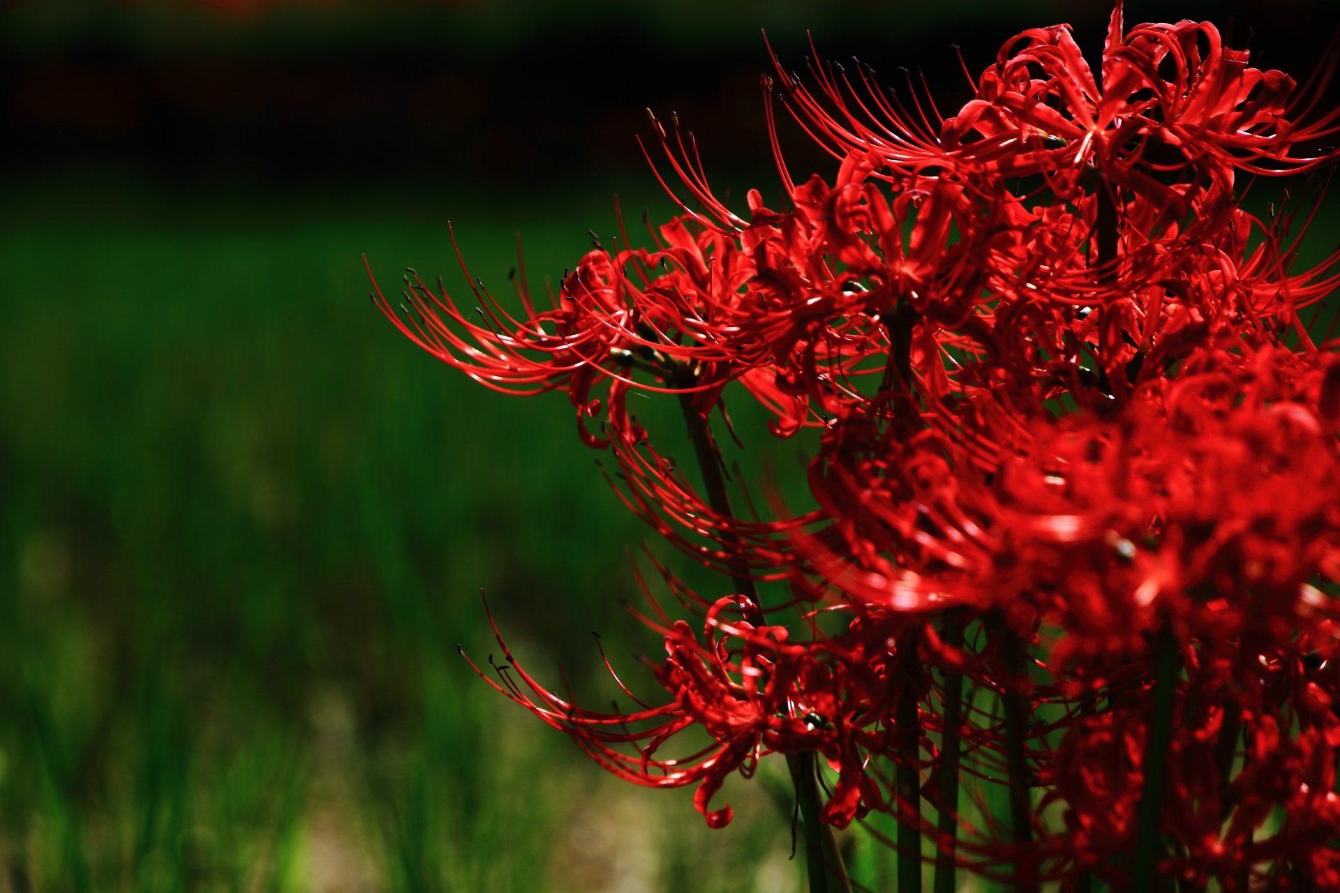 Brilliant cluster amaryllis of the village of Ohara-no-Sato in Kyoto,Japan