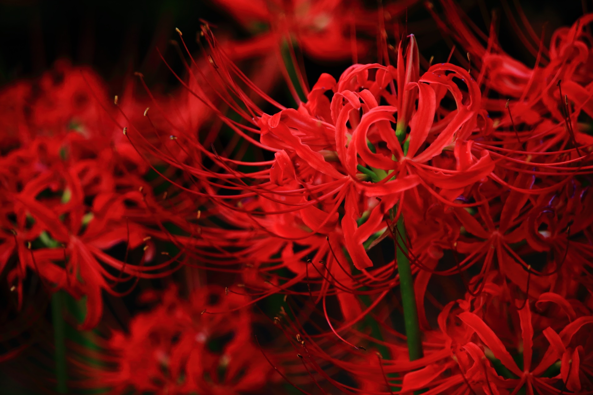 真っ赤に咲き誇る最高の状態の彼岸花