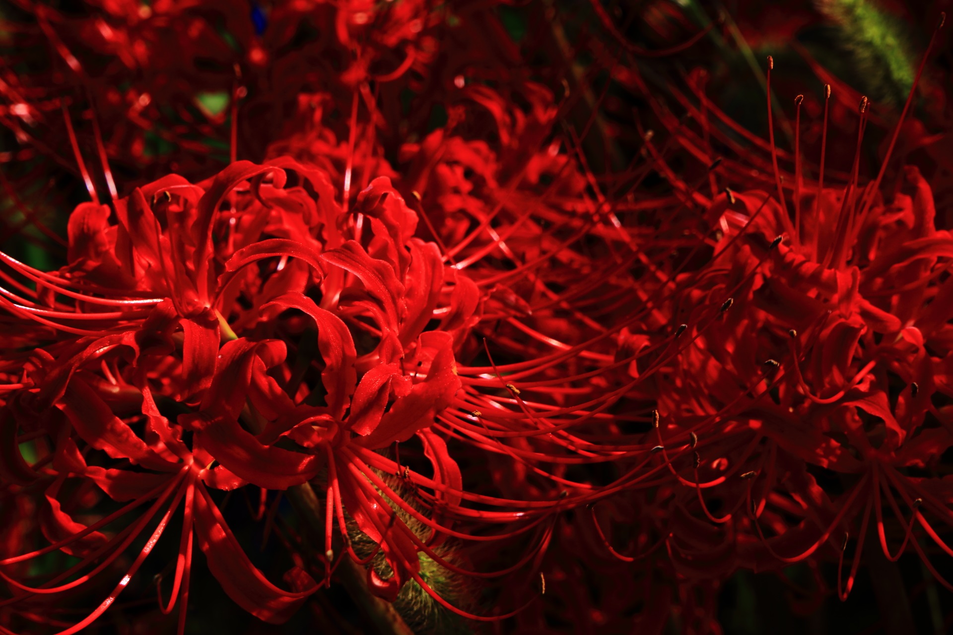 Красный цветок в Японии Хиганбана