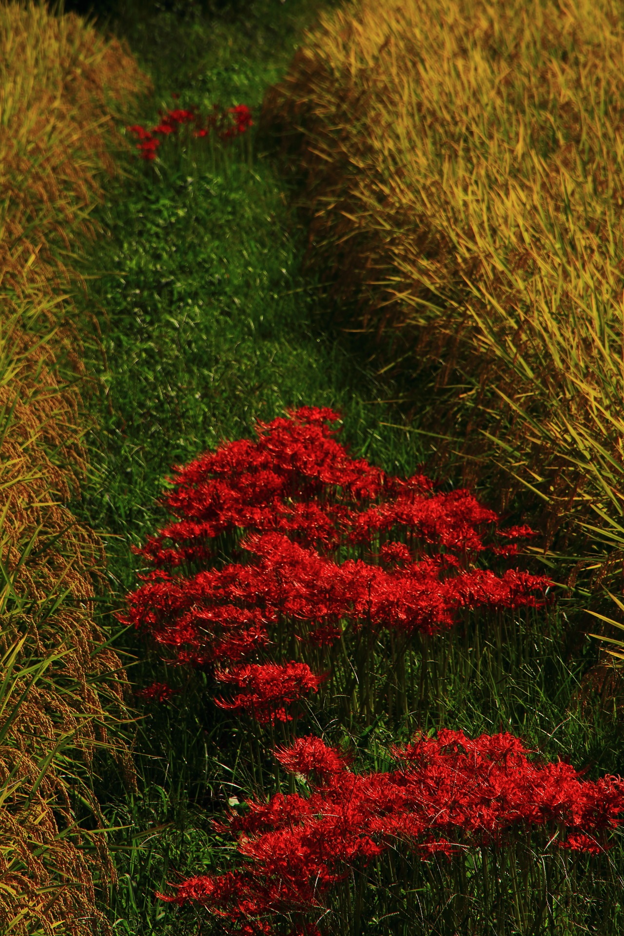 田んぼのあぜ道の緑のライン上にまとまって咲く赤い彼岸花