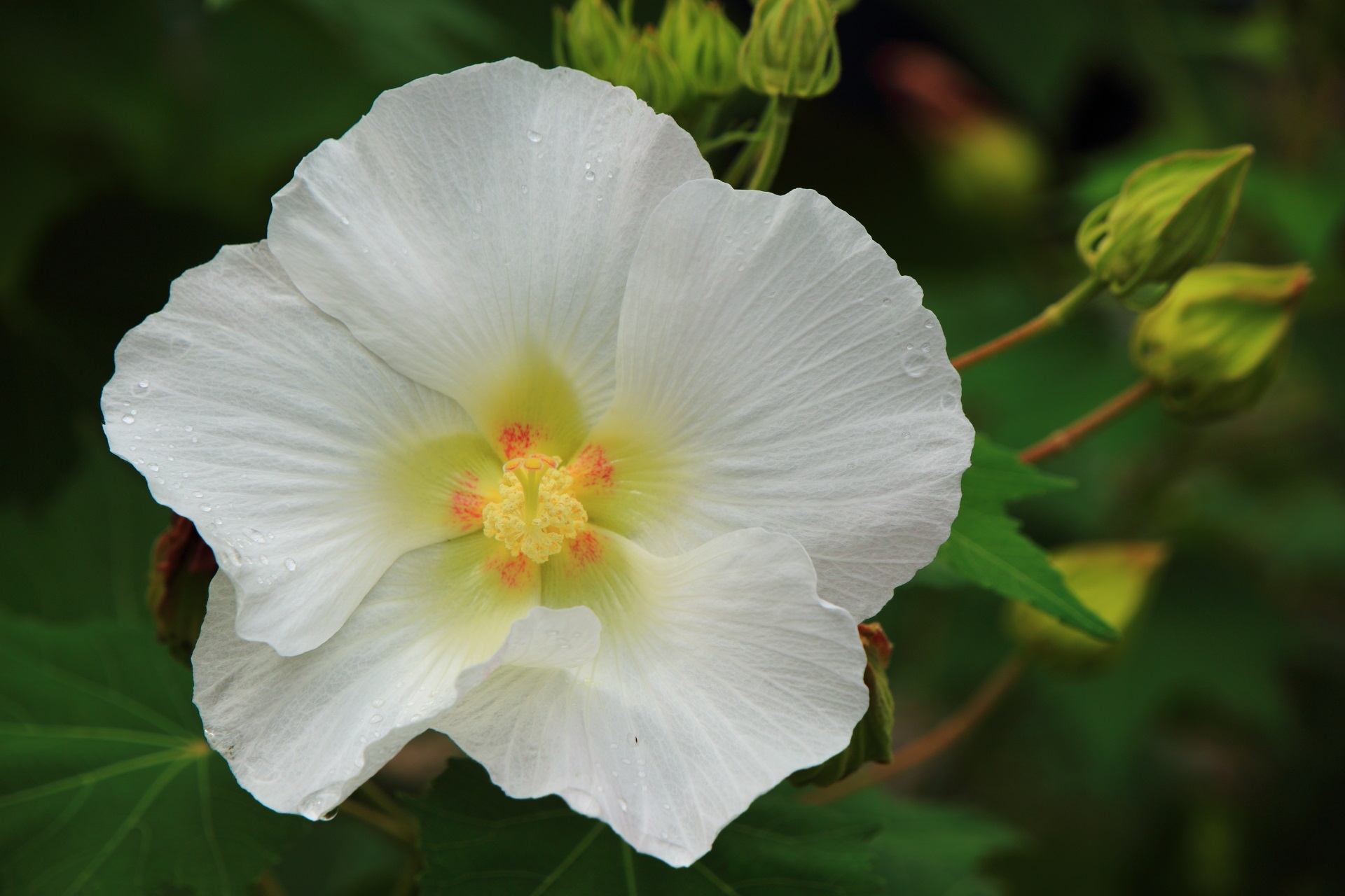 華やかな白色の芙蓉の花