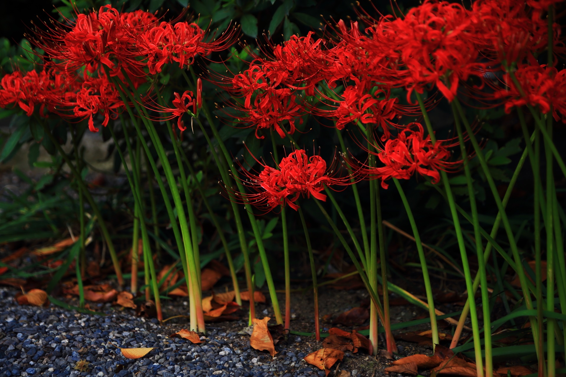 妙蓮寺の寺務所の向かいあたりに咲く彼岸花
