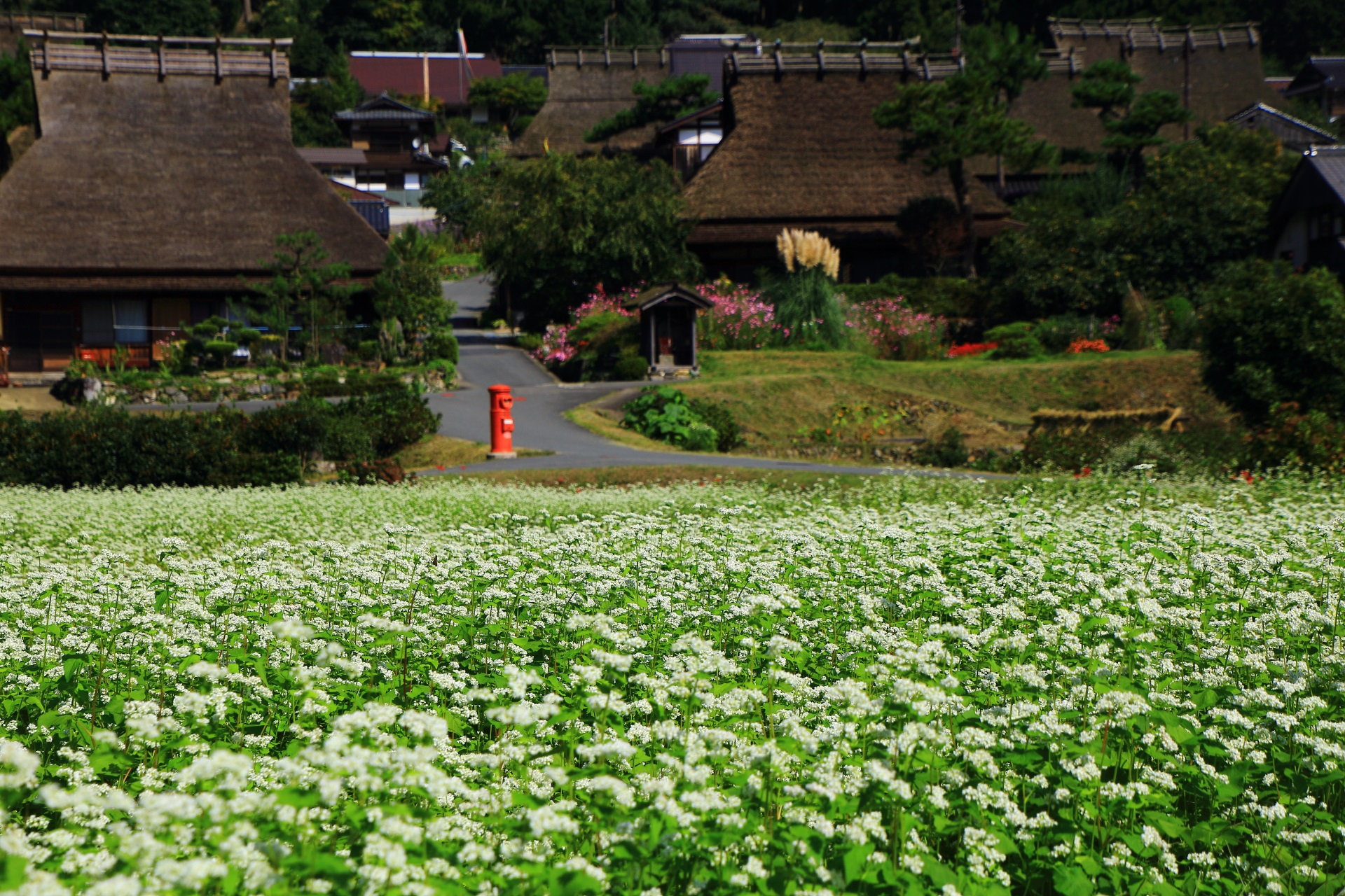 かやぶきの里 蕎麦の花　美山町の一面の白い花