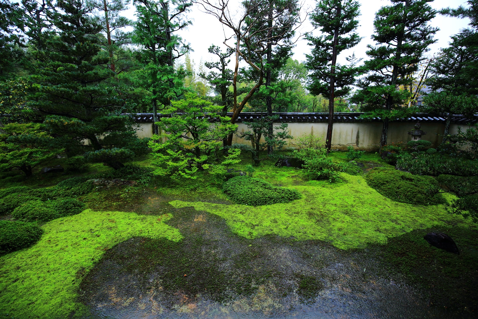 大雄院の二色の苔の枯山水庭園