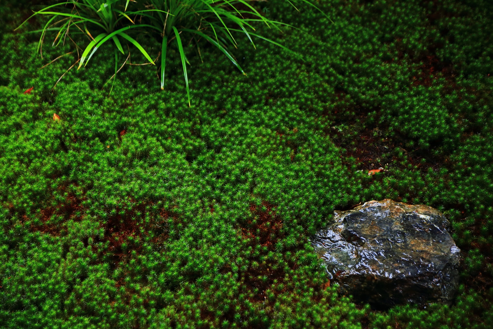 雨で潤い生き生きした緑の苔