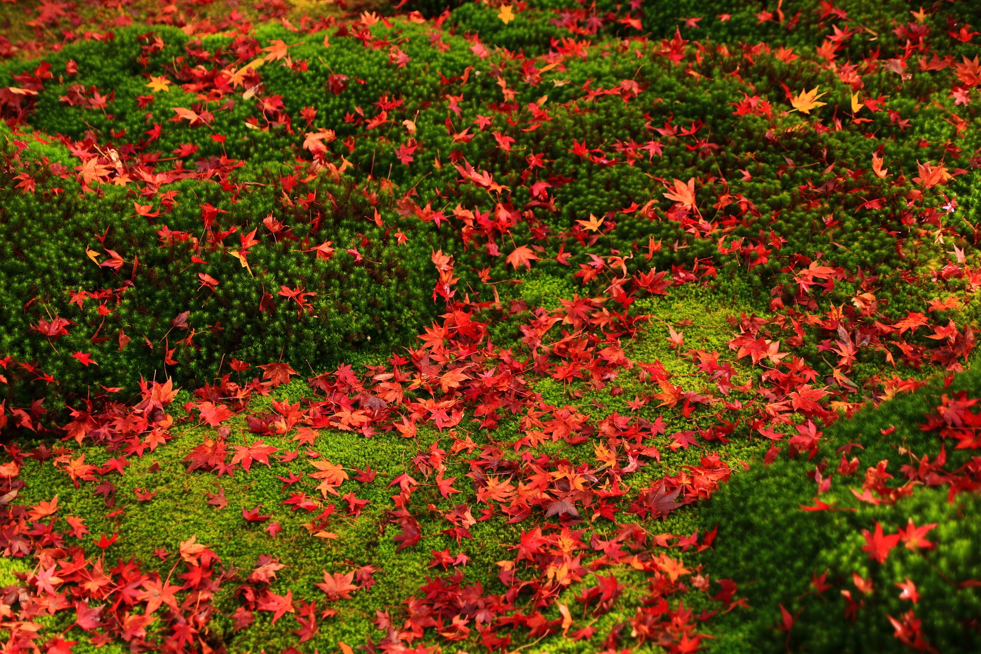 散り紅葉の色合いを引き立てる美しい苔