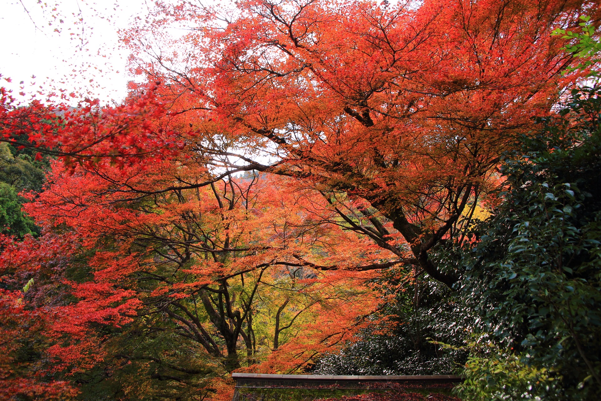 大悲閣千光寺の参道の深い緑の木々や空を覆う雄大で鮮やかな紅葉