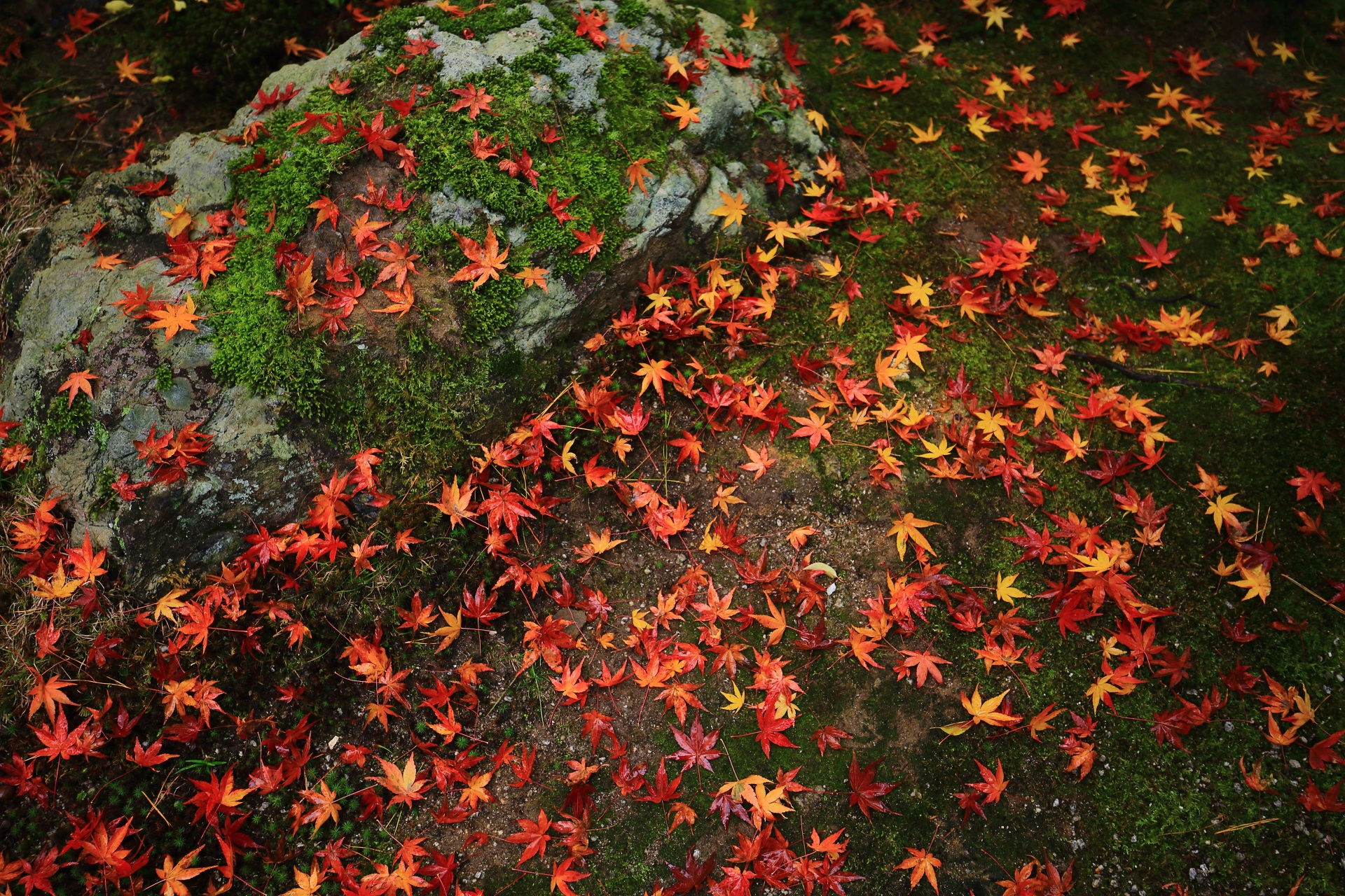下の苔や岩を彩る桂春院の多彩な散りもみじ