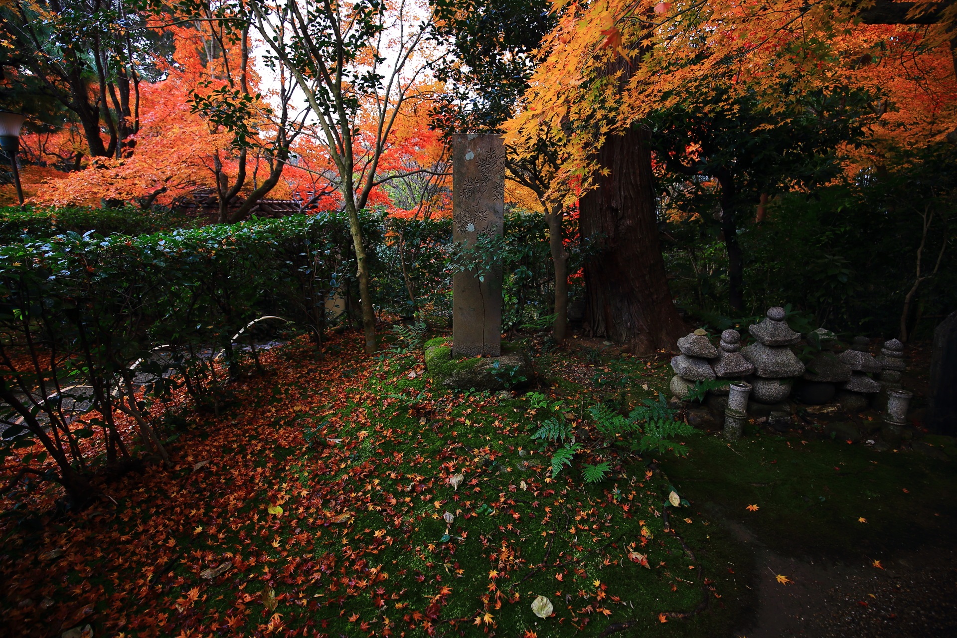 厭離庵の緑の苔を彩る鮮やかな紅葉や散りもみじ