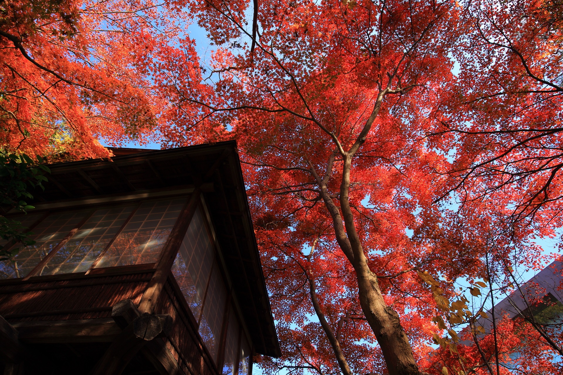 小屋とガラス張りの通路を彩る太陽を浴びて輝く紅葉