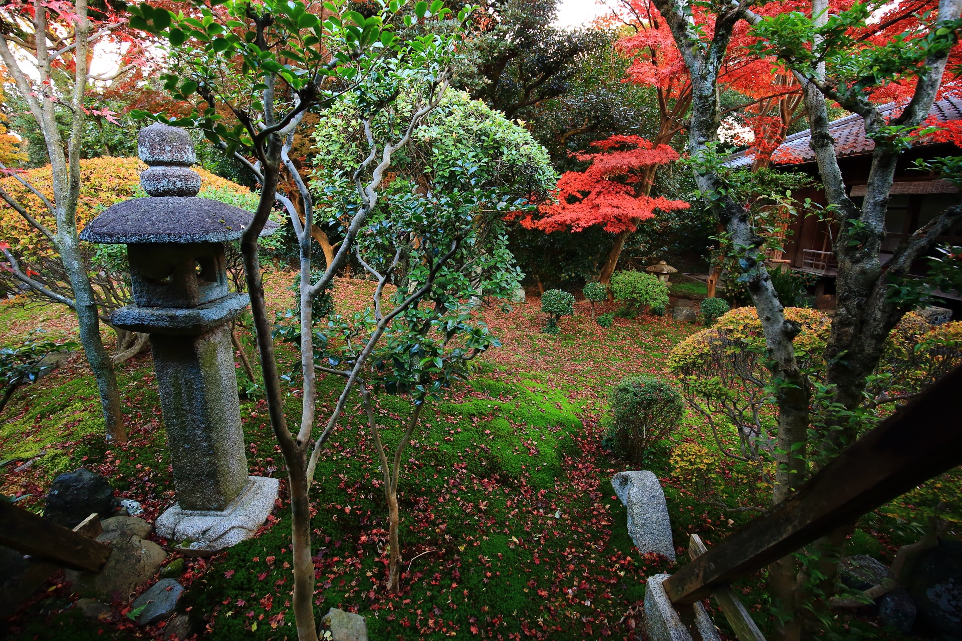 立本寺の書院中庭の紅葉と美しい苔