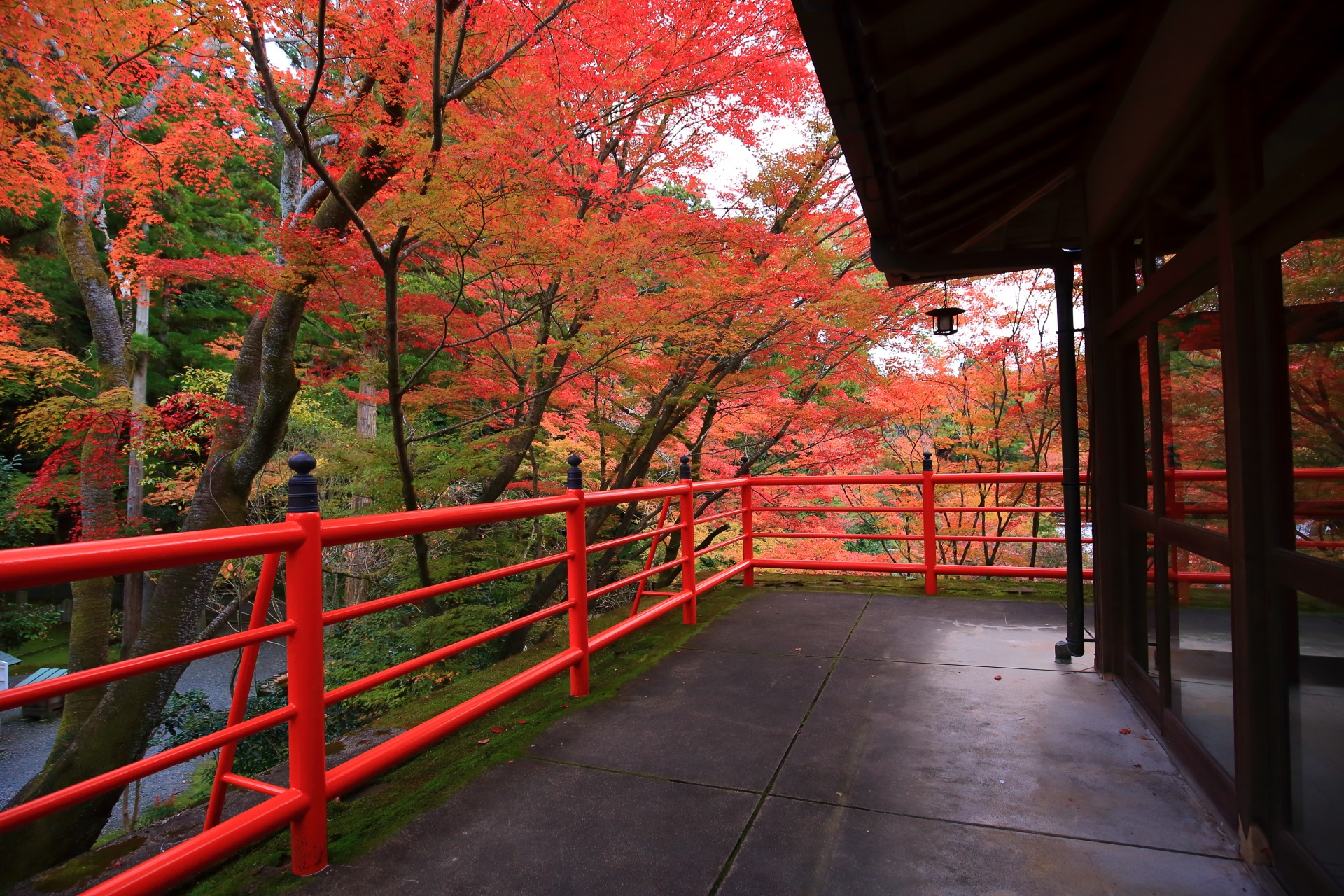 見事な秋の空間の茶所の紅葉