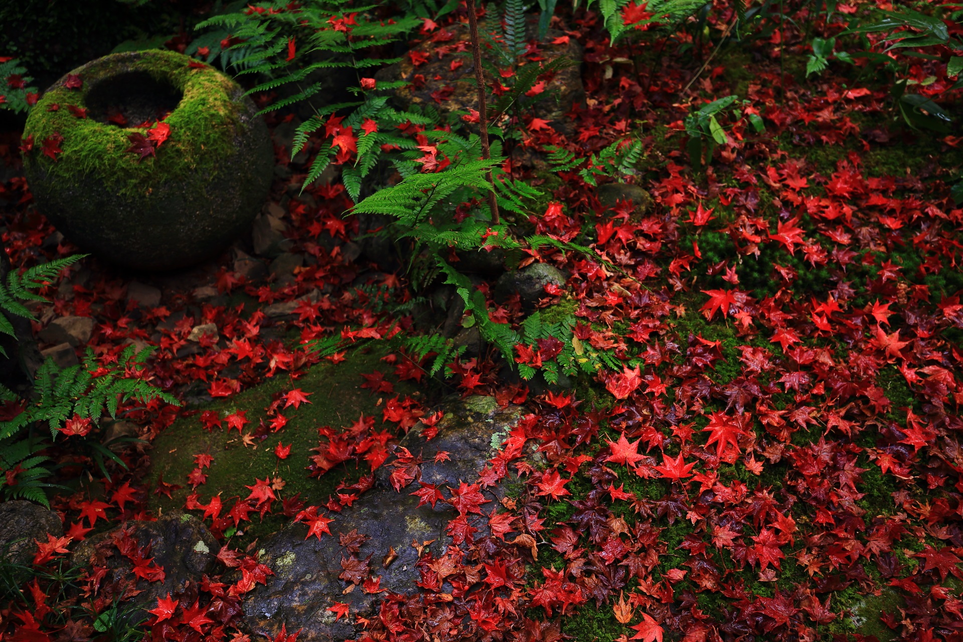 真っ赤な散りもみじに埋もれる緑の苔やシダ
