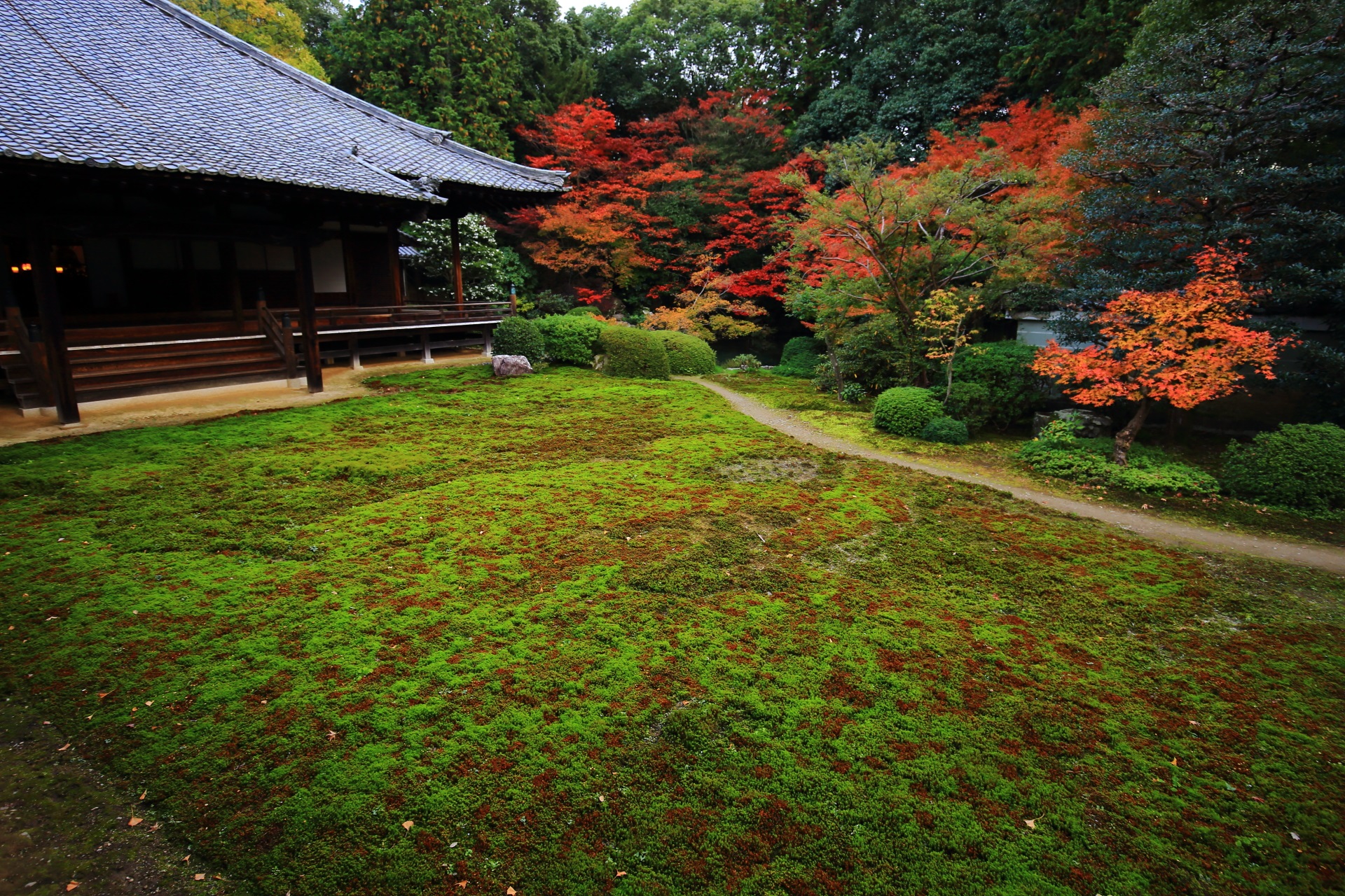 随心院の本堂前庭園の色とりどりの紅葉と広がる苔