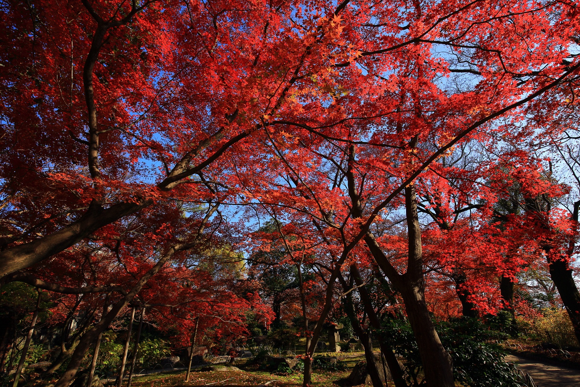 豪快で鮮烈な赤さの紅葉に彩られる山荘美術館の庭園