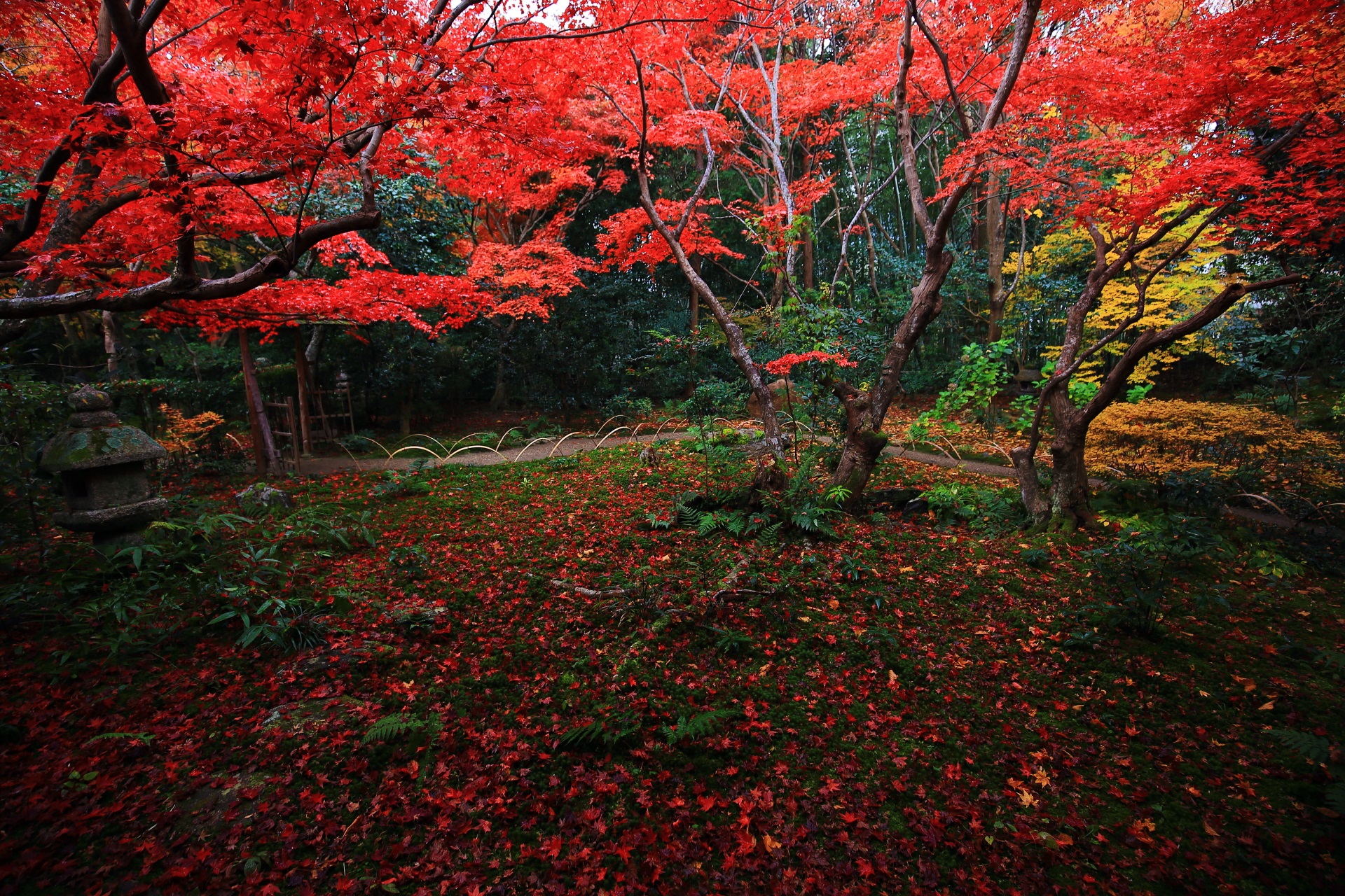 極上の紅葉に染まる苔の庭園と竹林