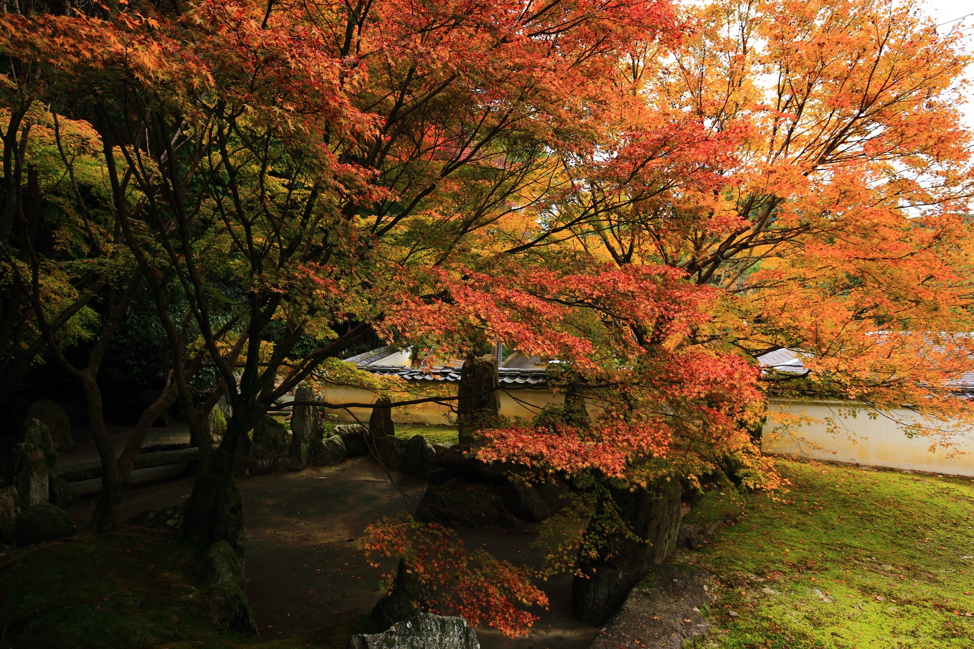 善能寺の祥空殿から眺めた紅葉と池泉式の庭園