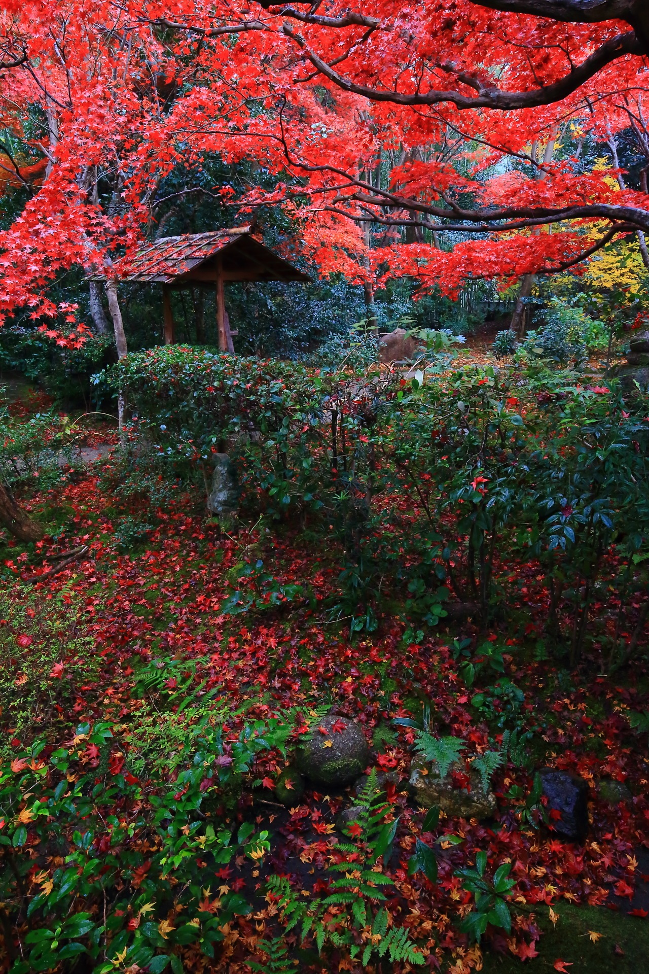 厭離庵の風情ある庭園を彩る降り注ぐ紅葉と華やかな散りもみじ