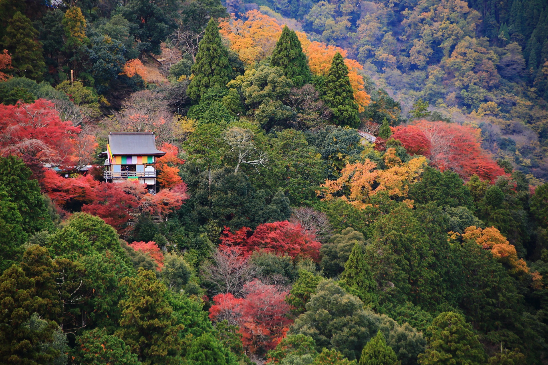 嵐山公園亀山地区展望台から眺めた紅葉に彩られた大悲閣千光寺