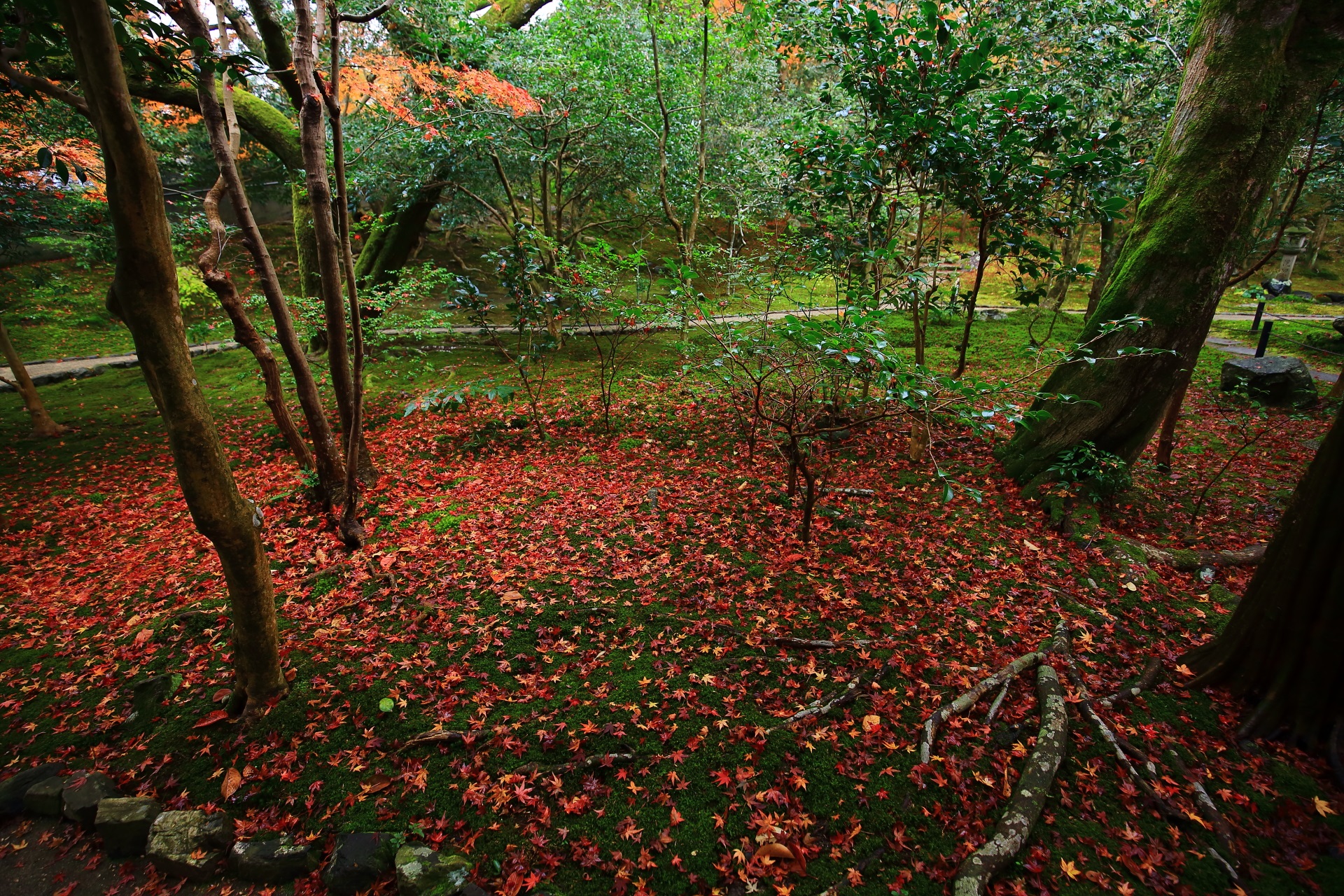 多様な緑の中にできた鮮やかな敷き紅葉の絨毯