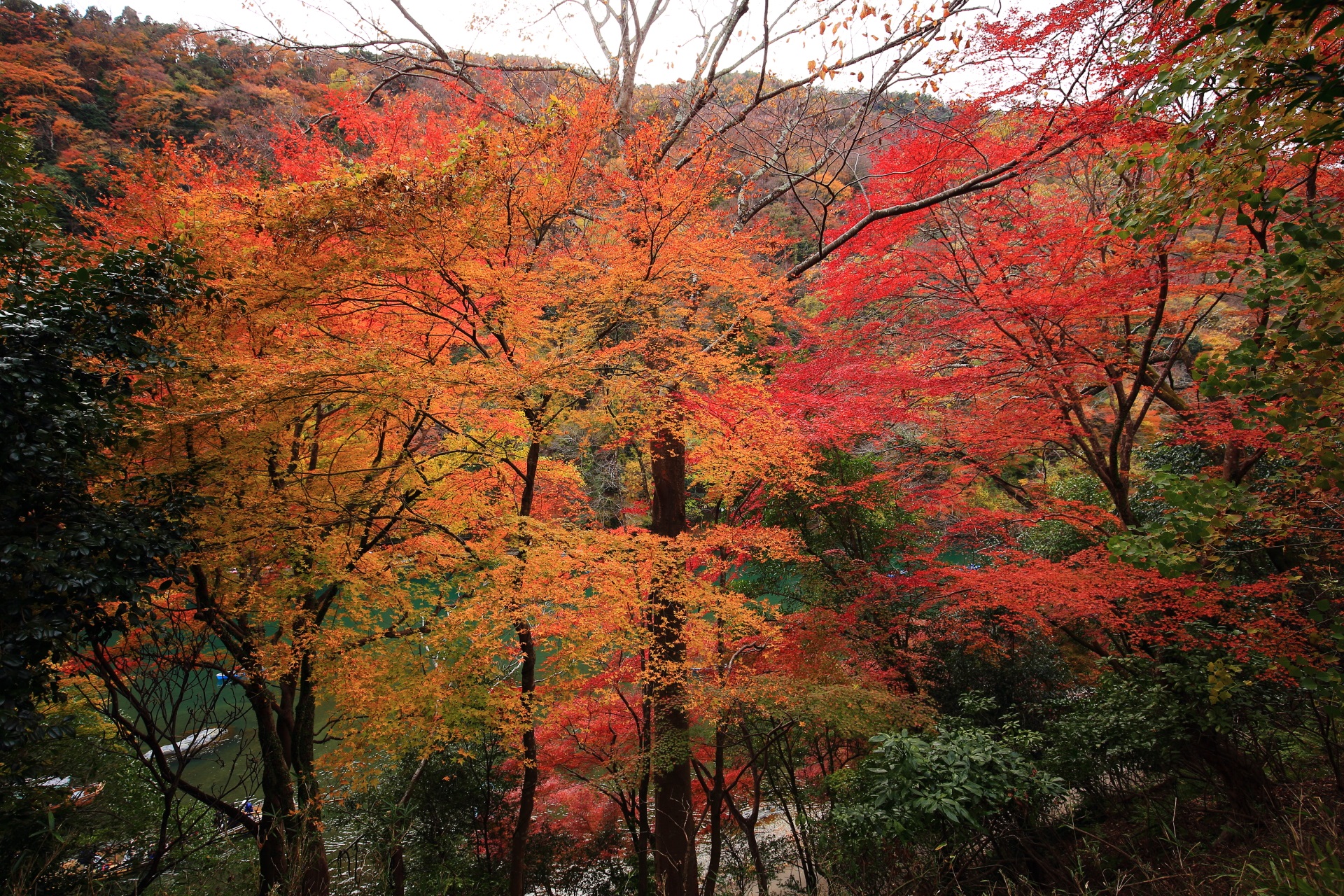 嵐山公園亀山地区の華やかな赤やオレンジの紅葉