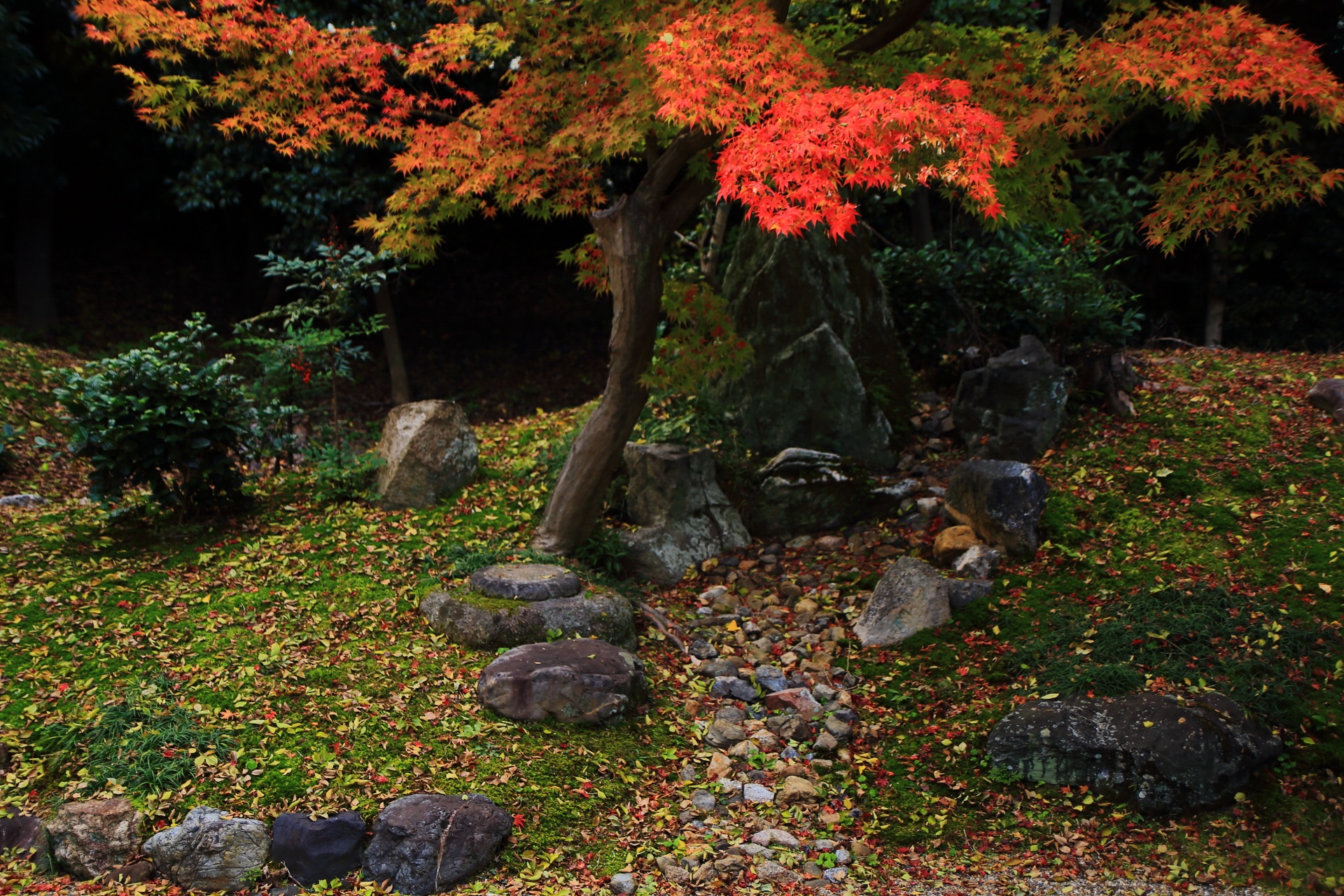 立本寺の紅葉の下を流れる枯滝（かれたき）