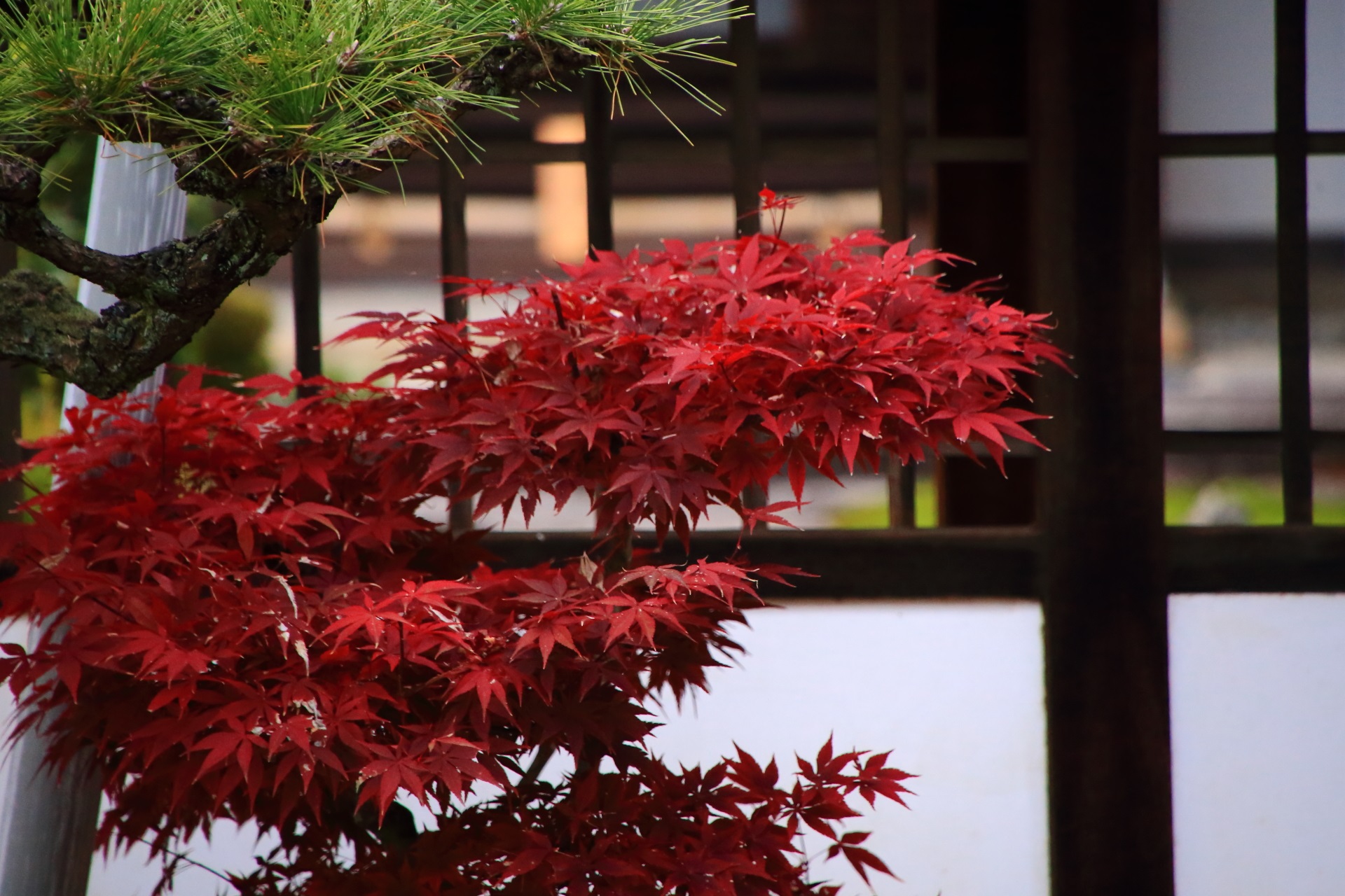 興聖寺の薬医門付近の濃い赤色をした溢れる紅葉