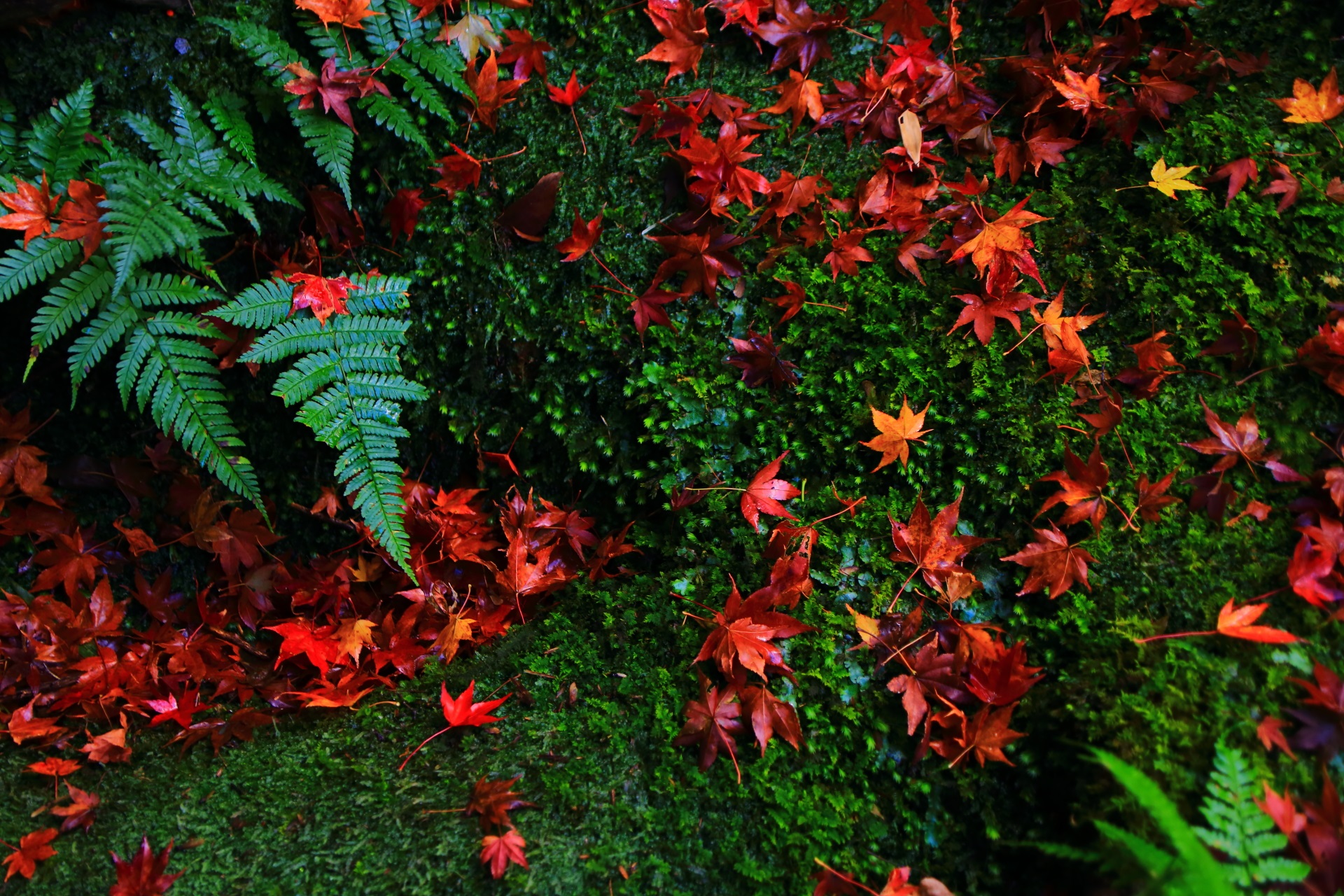 雨でしっとりとした見事な散紅葉