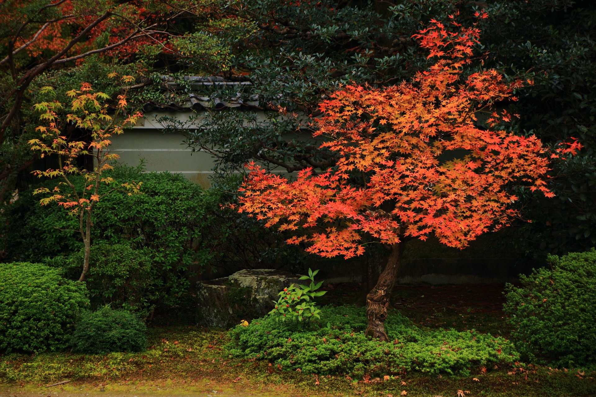 随心院の庭園の綺麗に色づく小さな紅葉や千両