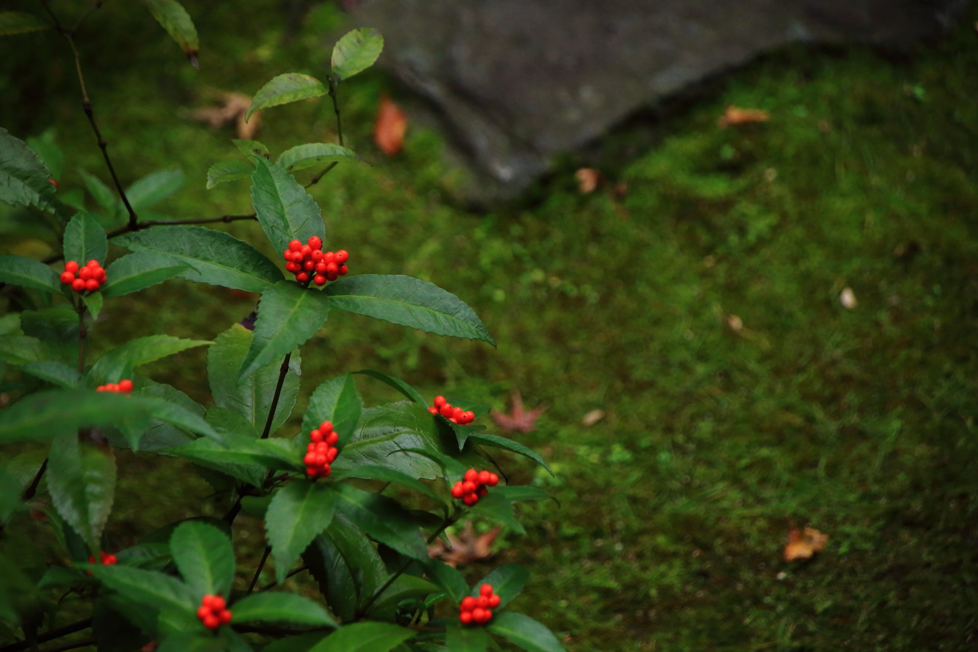 本法寺の蹲の庭を可愛いく彩る千両の赤い実