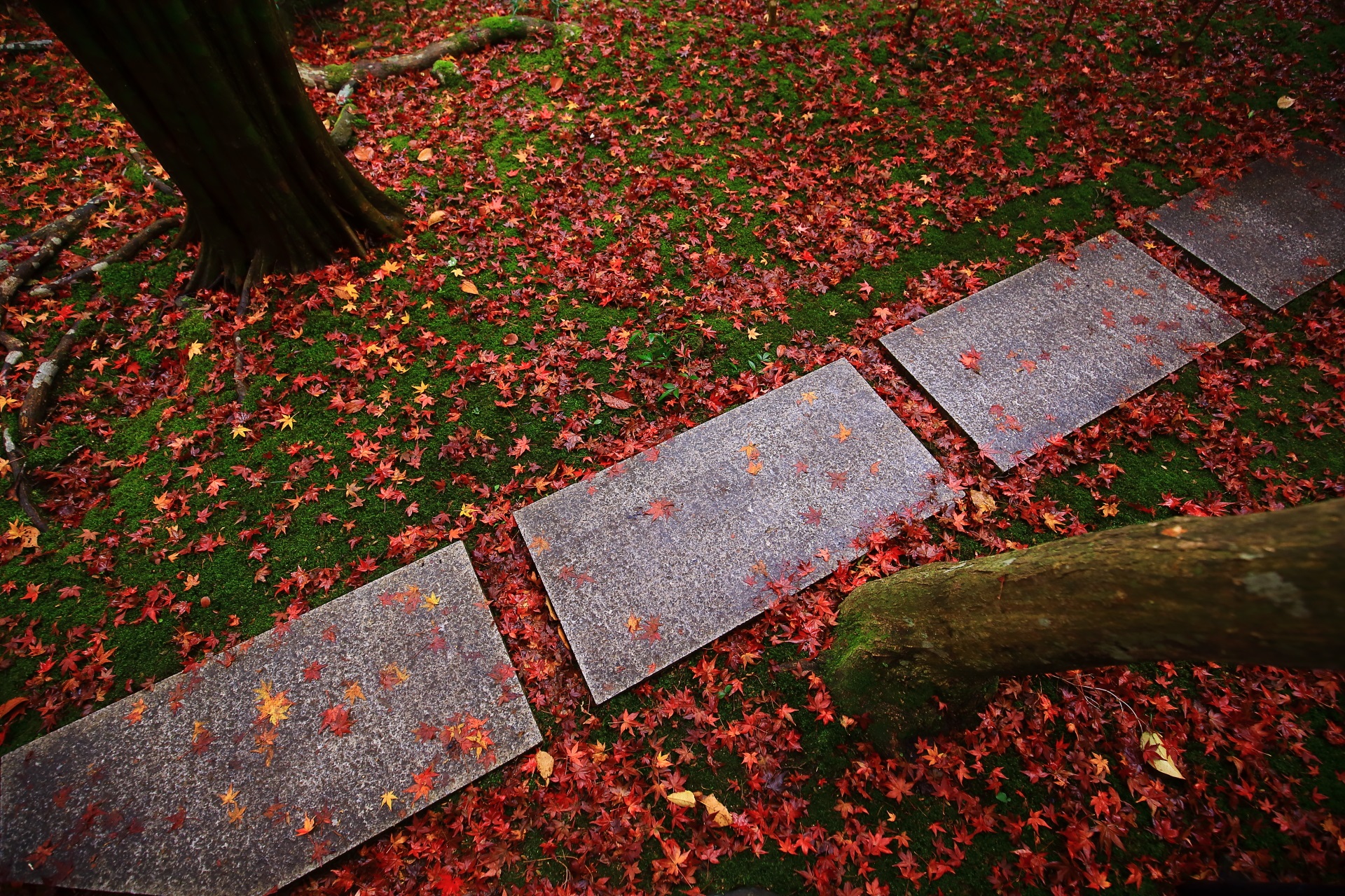 雨が美しさを引き立てる妖艶な散り紅葉