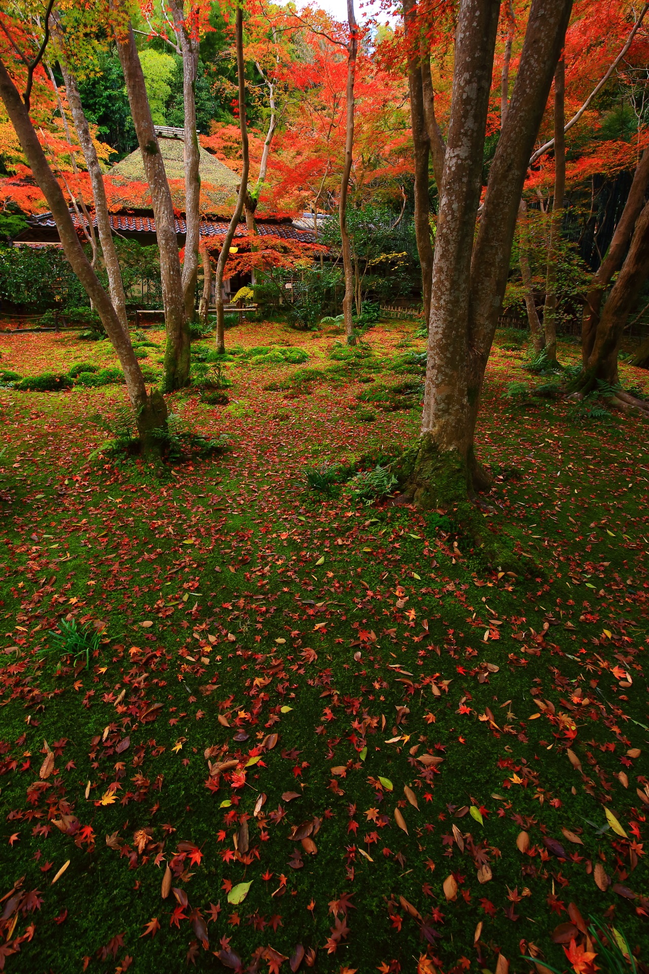 美しい秋色にそまった草庵と苔庭