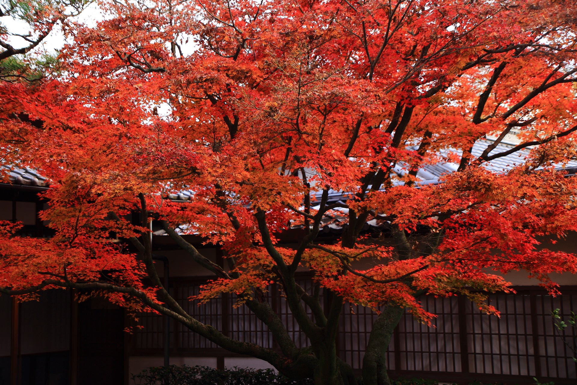 存在感を放つ御香宮神社の凛として佇む立派な紅葉
