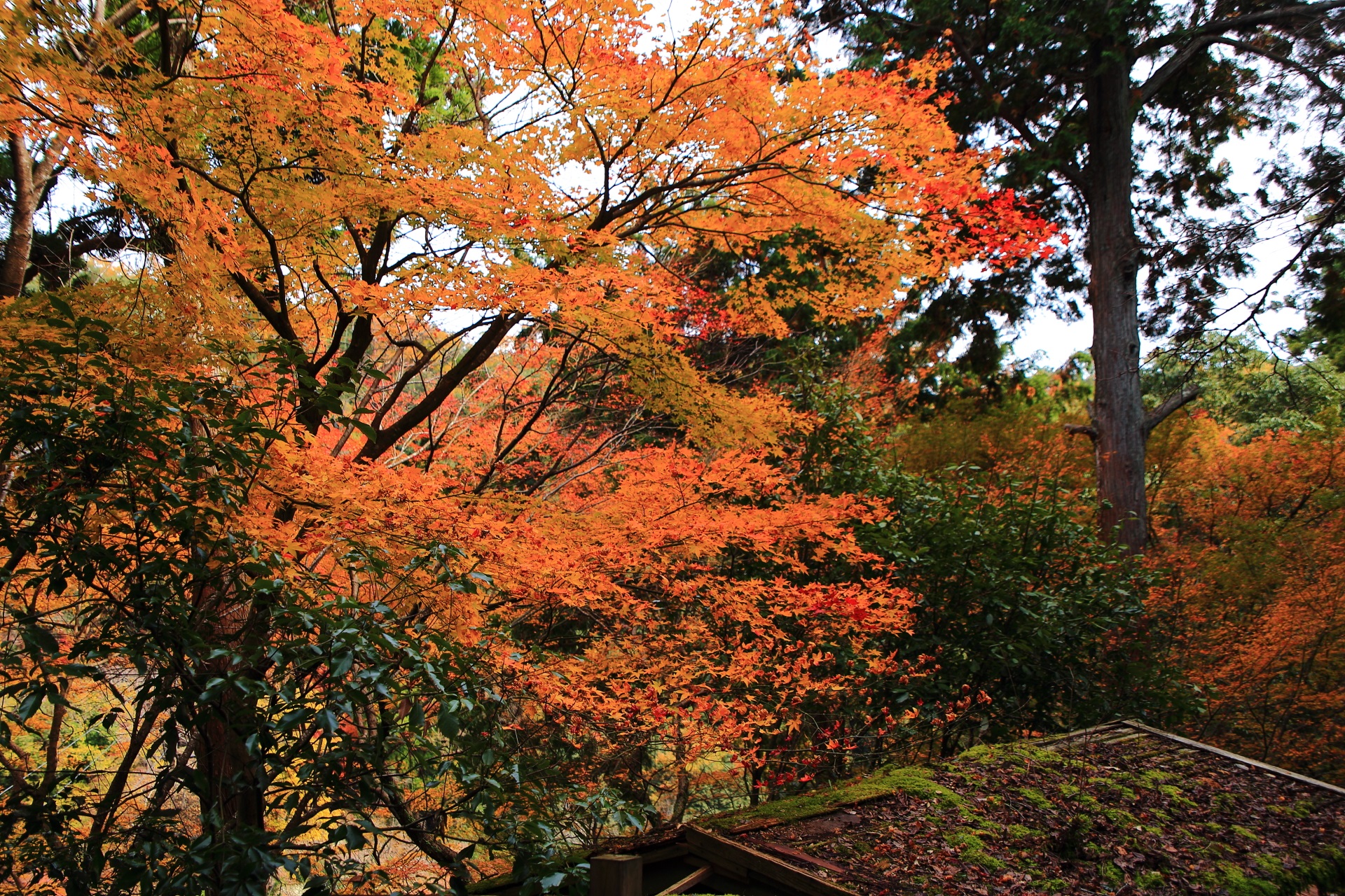 千光寺に上がるまでの道中を楽しませてくれる煌びやかな紅葉