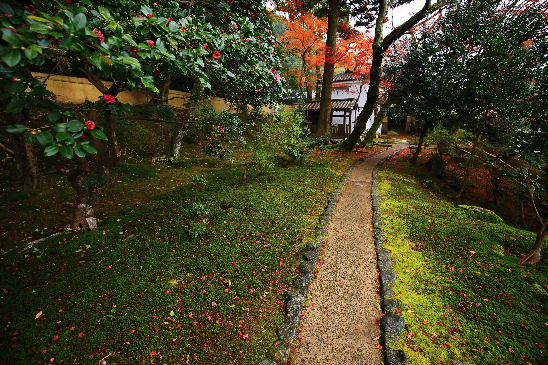 霊鑑寺の境内東側の庭園の参道の紅葉と椿