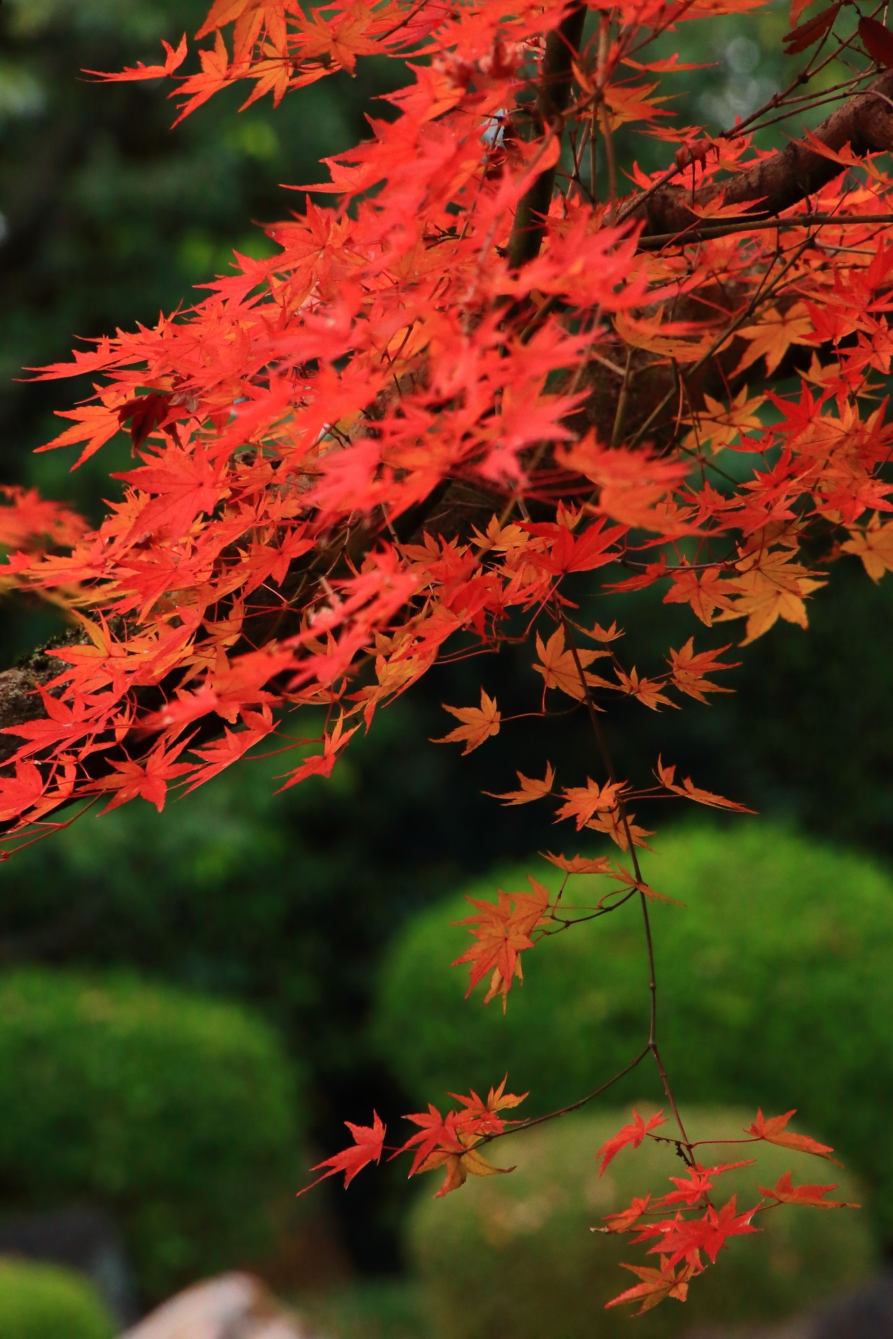 庭園を華やぐ御香宮神社の繊細で上品な紅葉