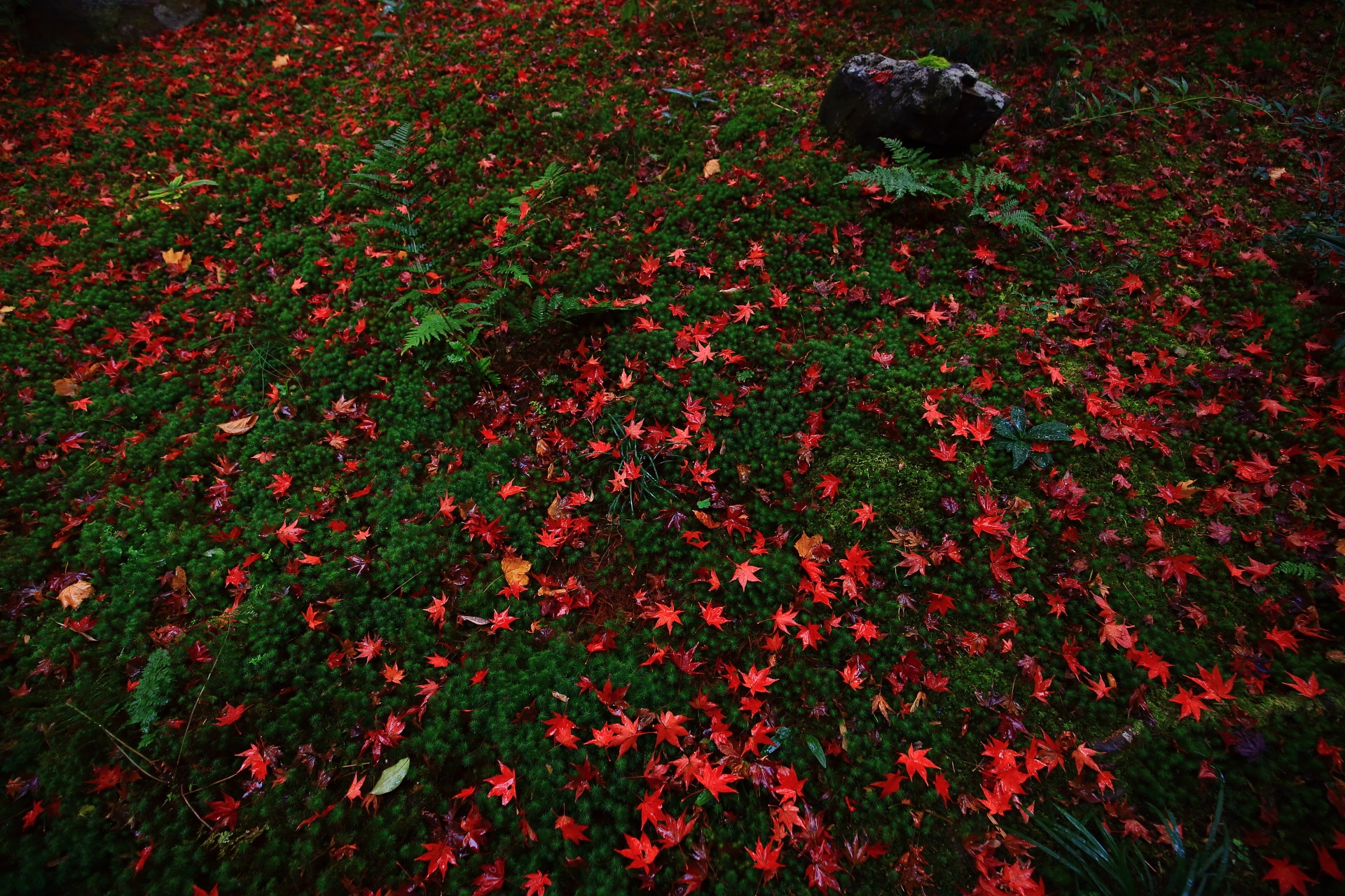 深い緑の苔を染める鮮やかな赤い散り紅葉