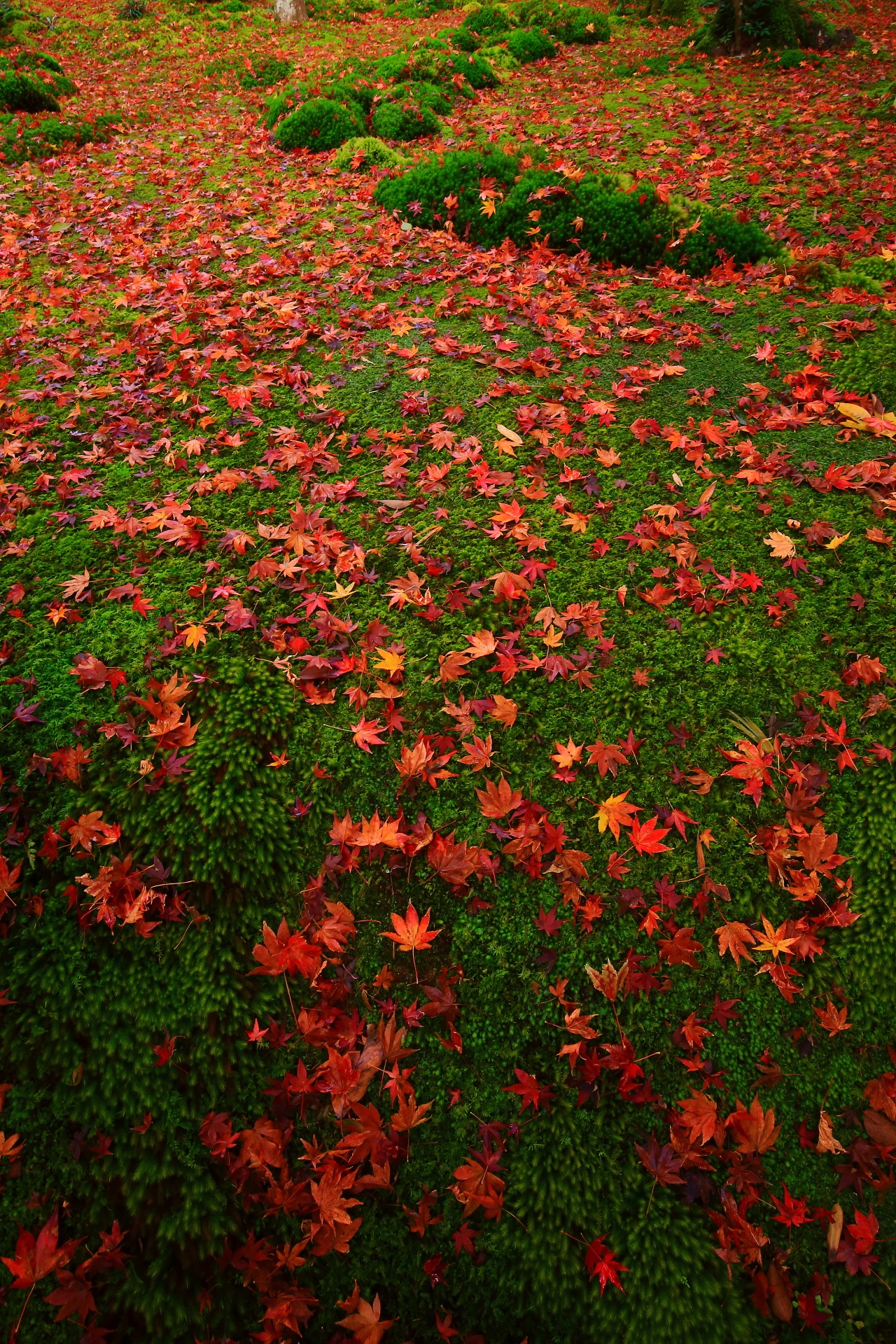雨で潤った苔庭の絶品の散り紅葉