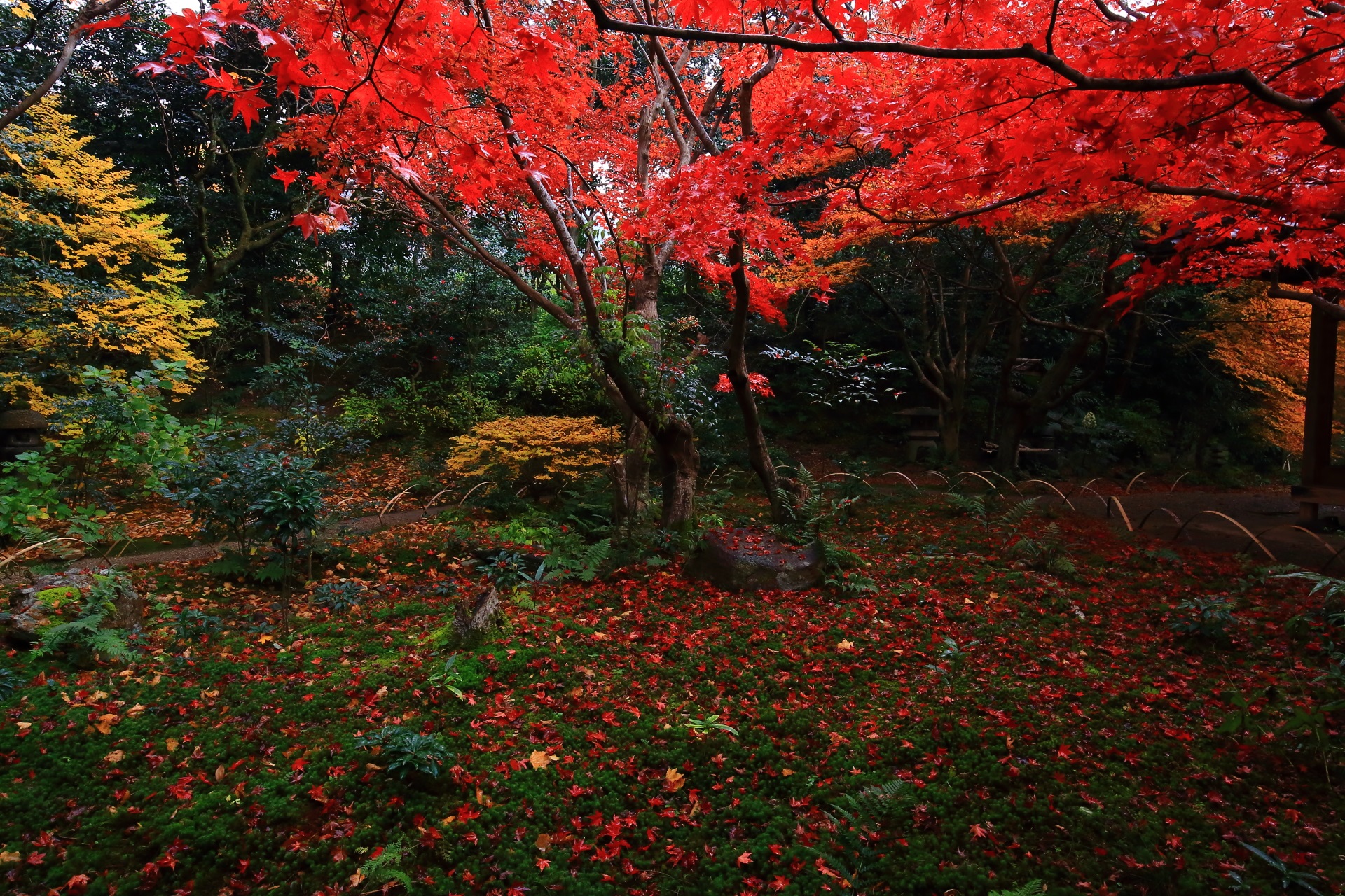色とりどりの紅葉と散りもみじにつつまれる厭離庵の庭園